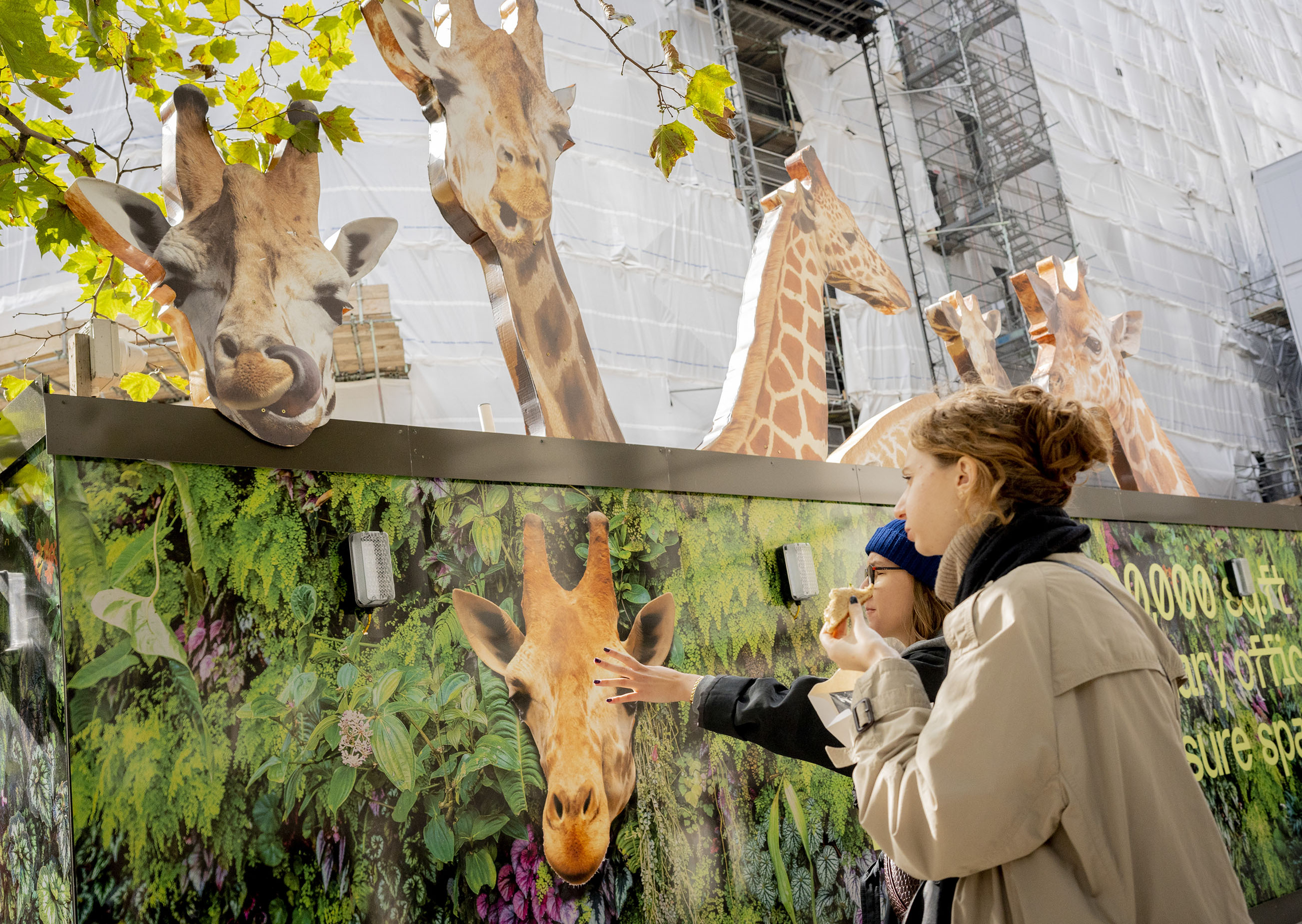 Cut outs of giraffes above hoarding