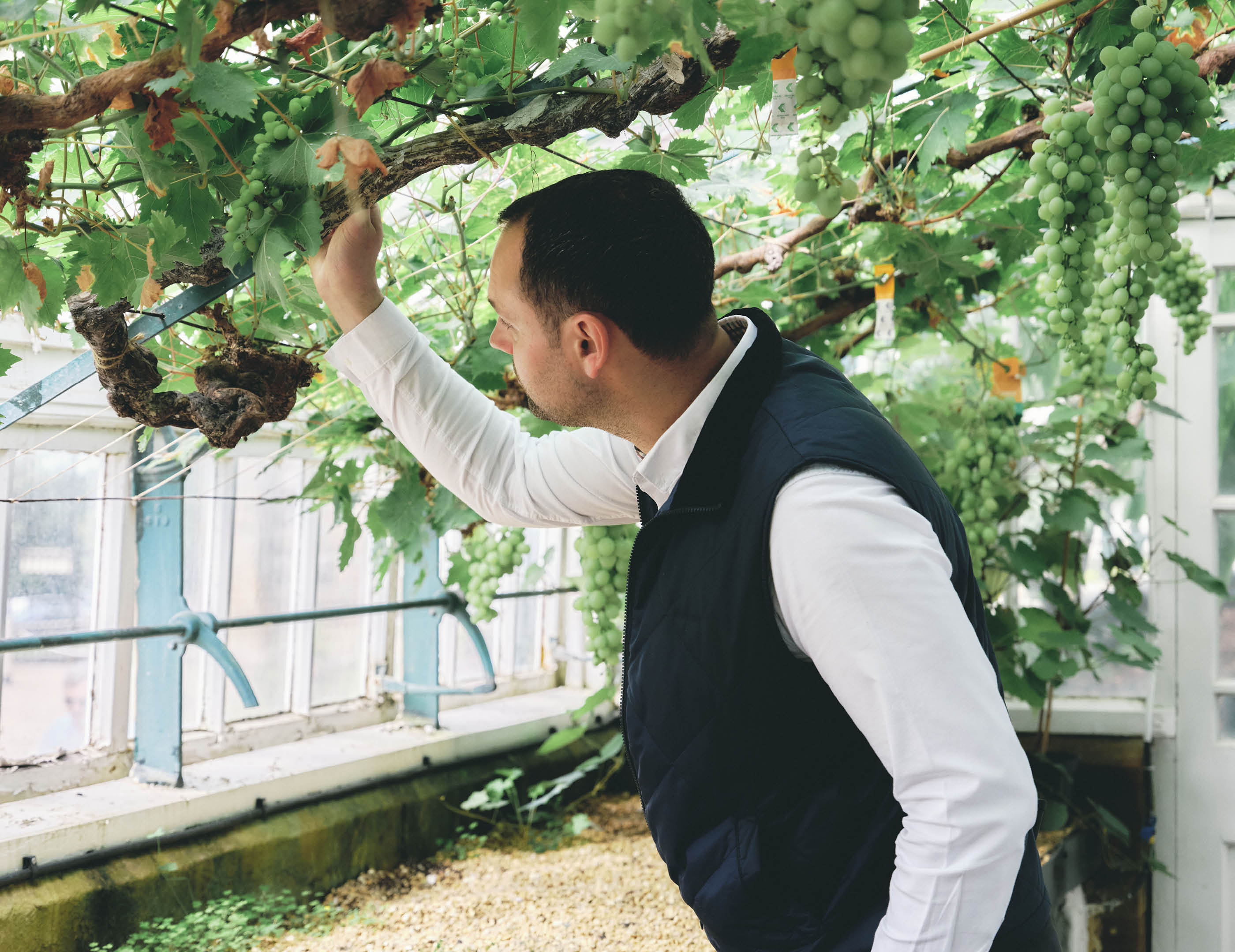Robert grabs branch above him surrounded by grape vines in greenhouse
