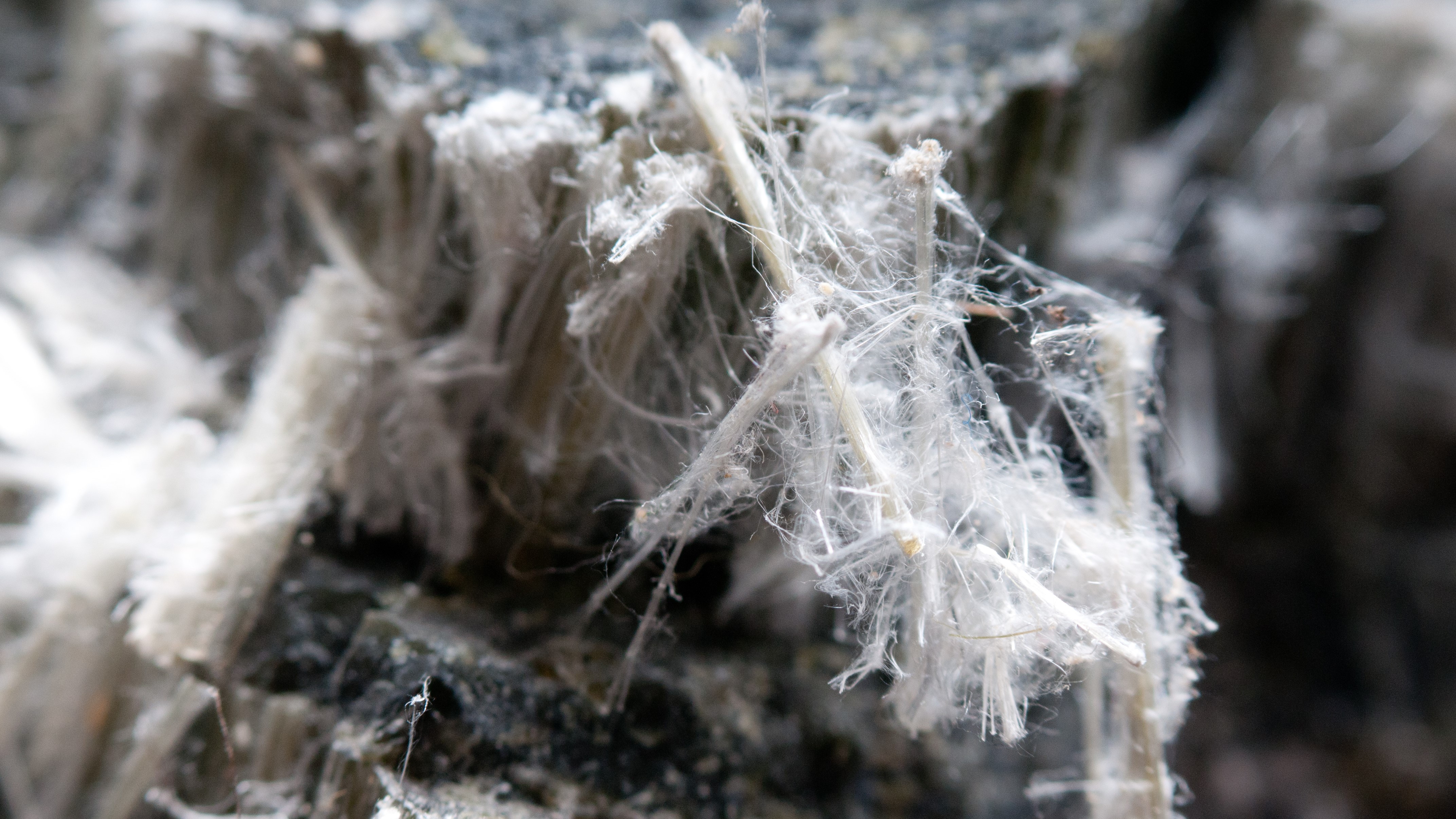 Asbestos chrysotile fibers