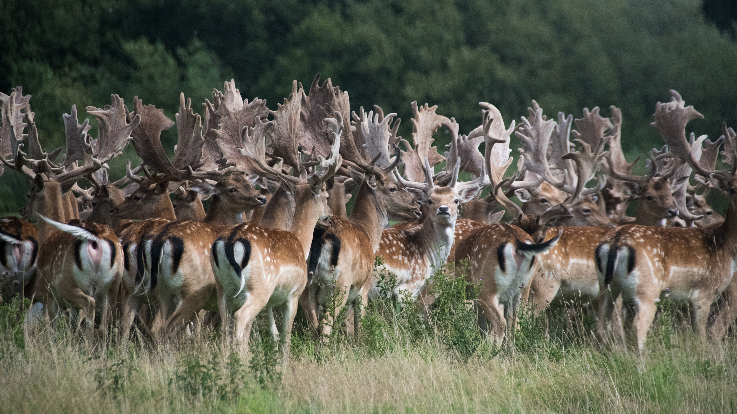 The benefits of rewilding