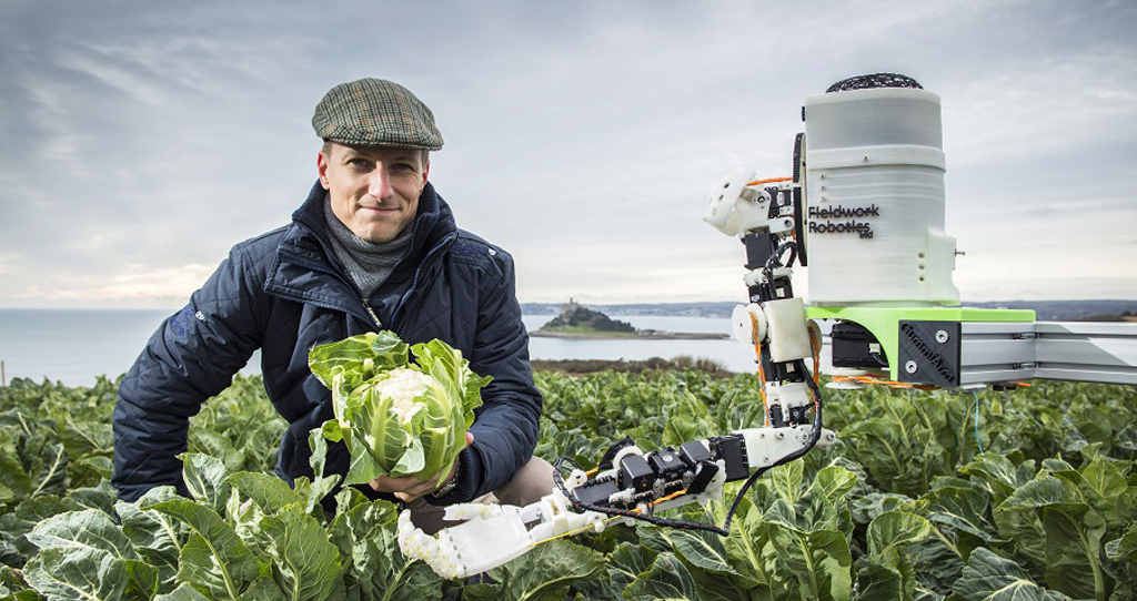 Robot harvest, automated brassica harvest in Cornwall project, Dr Martin Stoelen