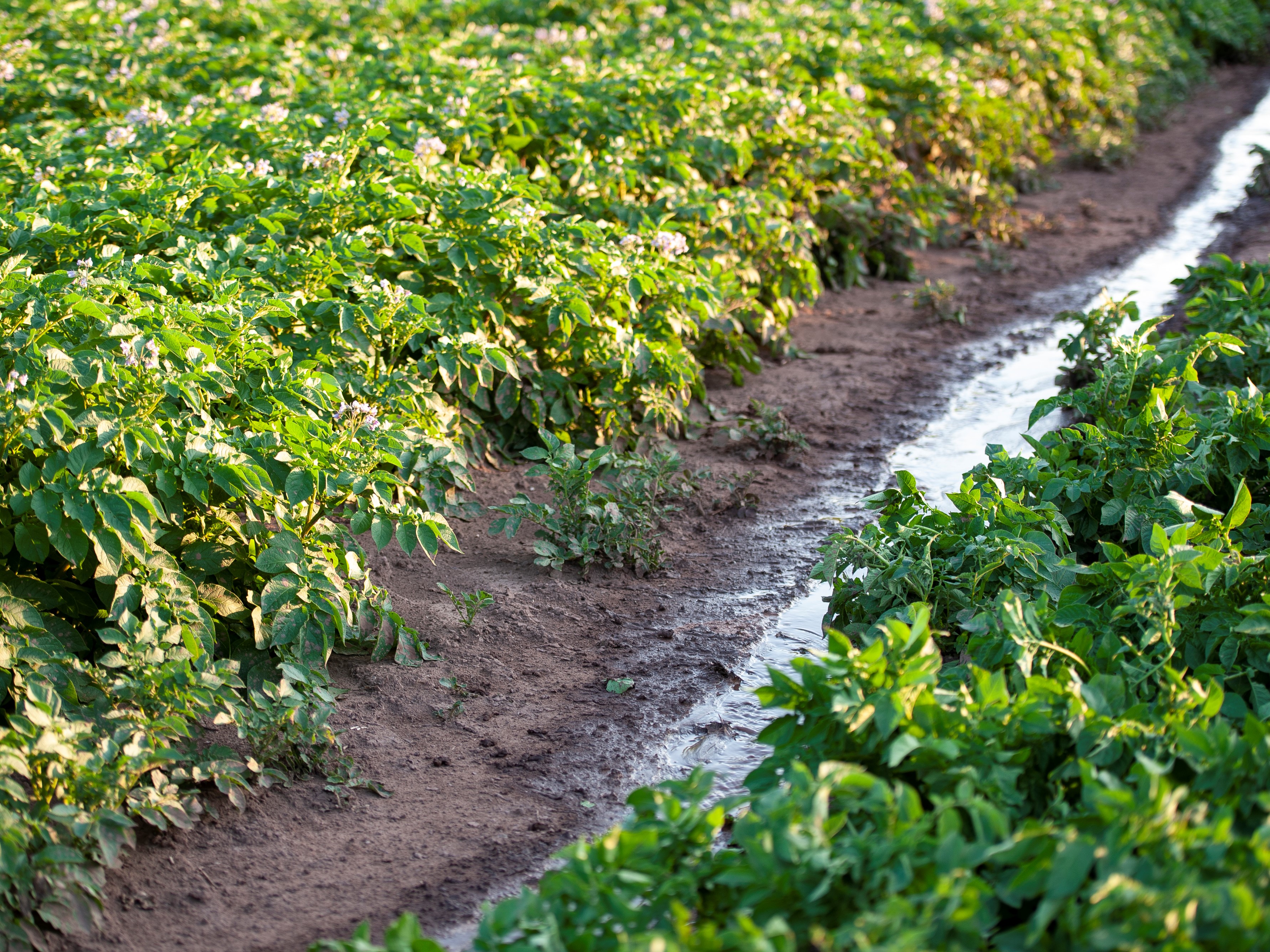 Irrigation of potatoes in a field in Whittington, Staffordshire