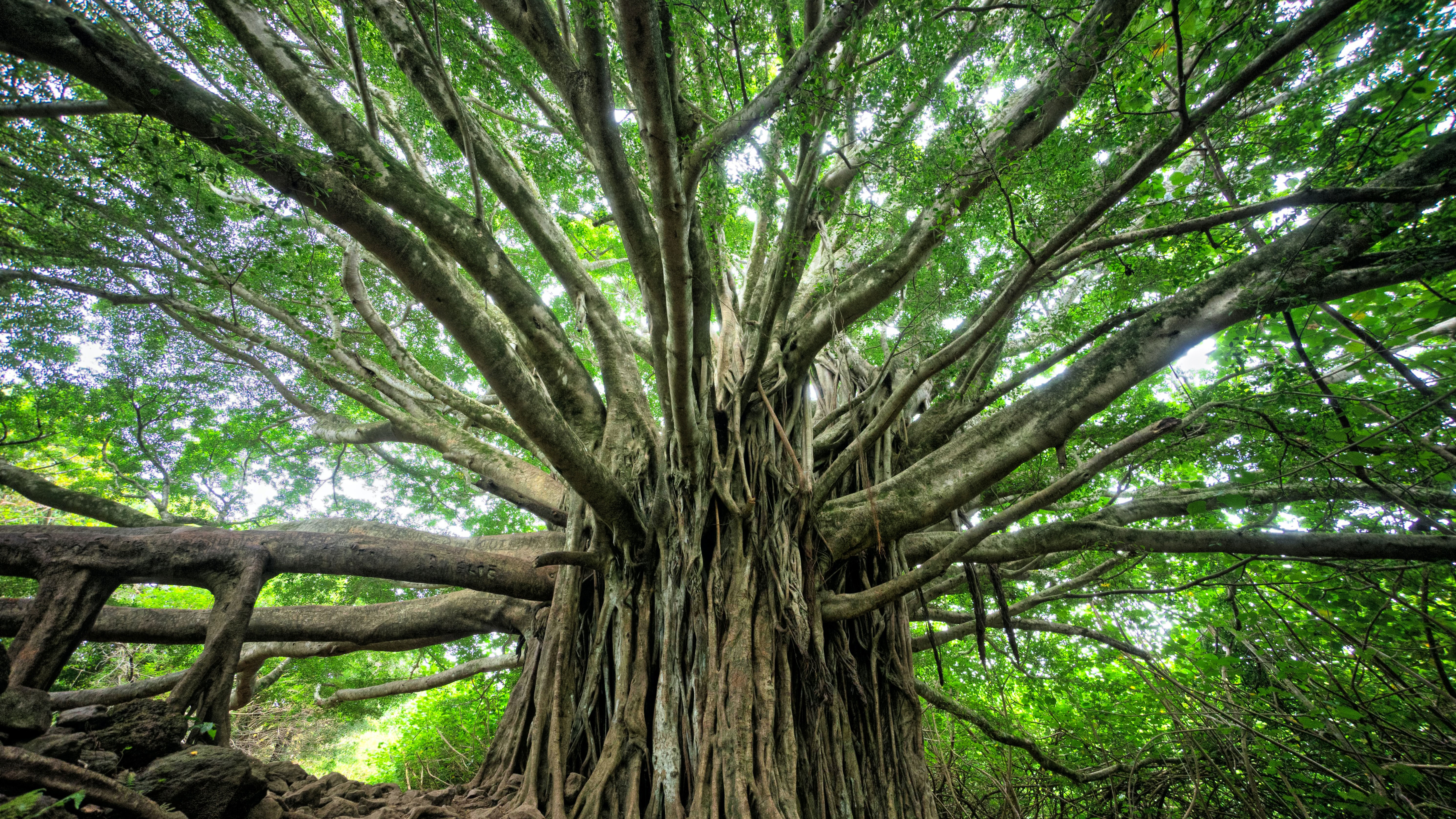 Деревья на которых можно сидеть. Дерево лес Баньян. Великий Баньян. Дерево Будды Баньян. Дерево Бодхи Шри Ланка.