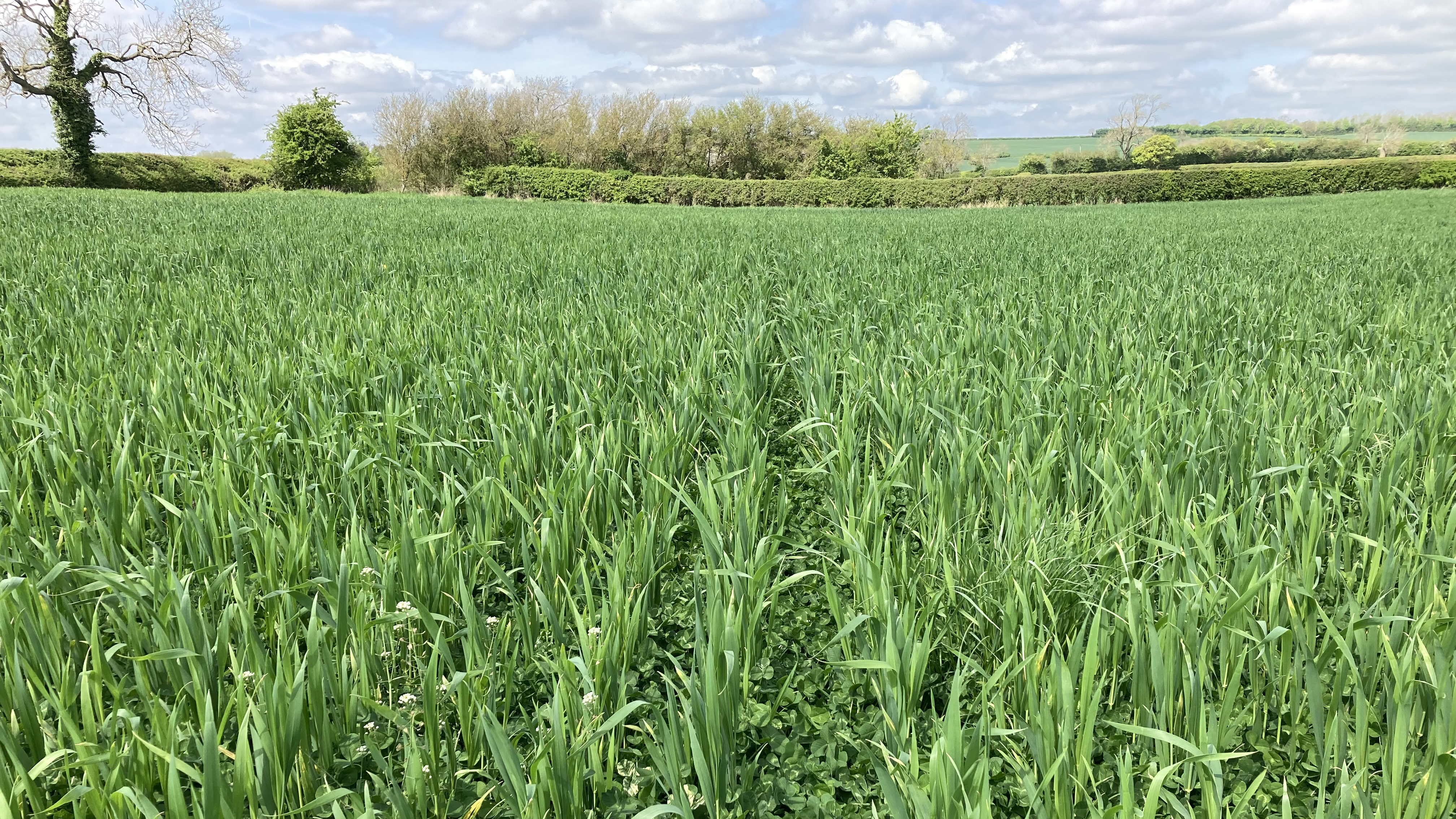 Wheat planted in clover field