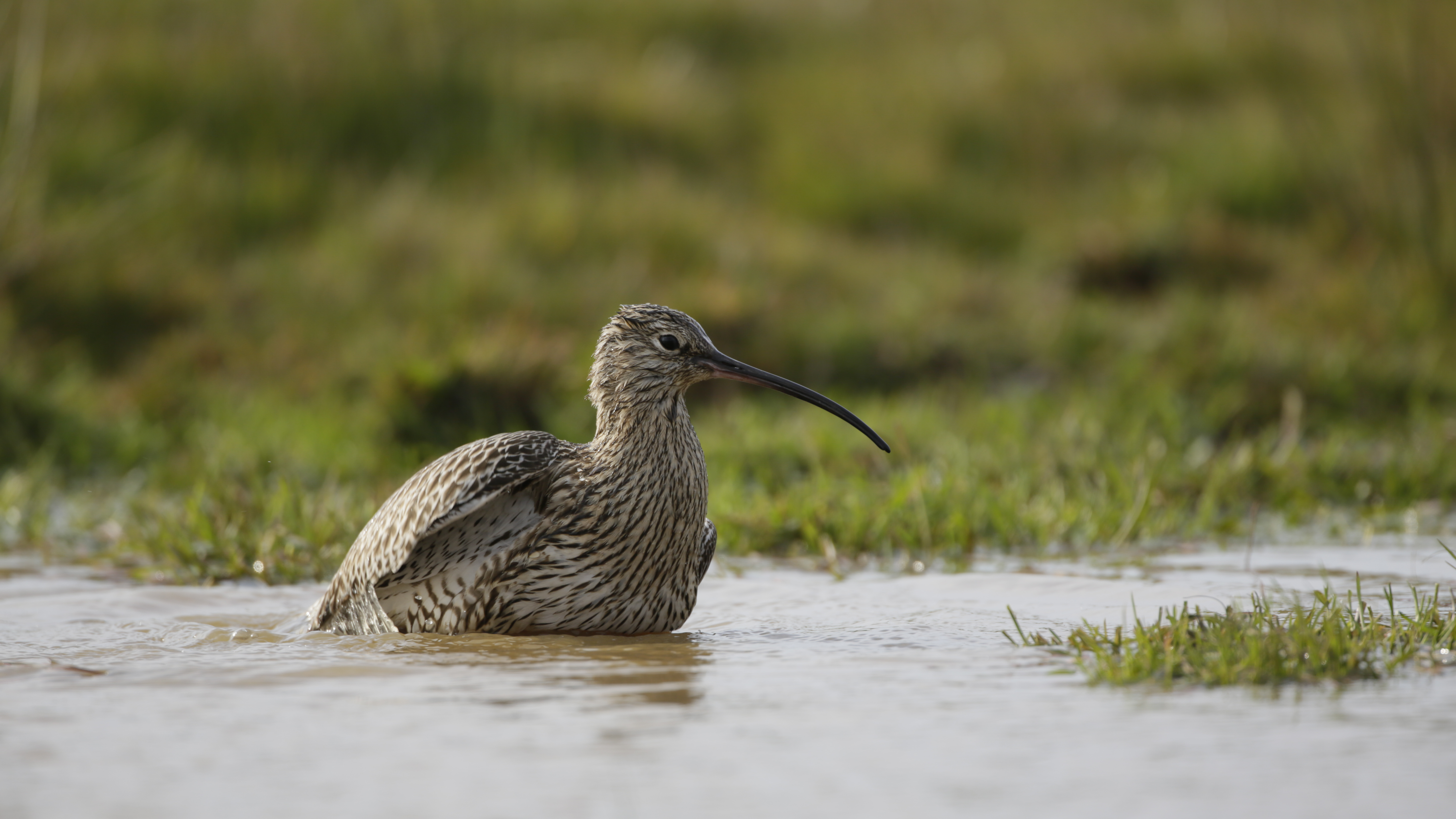 Curlew Numenius arquata, bathing in shallow pool, Geltsdale RSPB reserve, Cumbria, England, May
