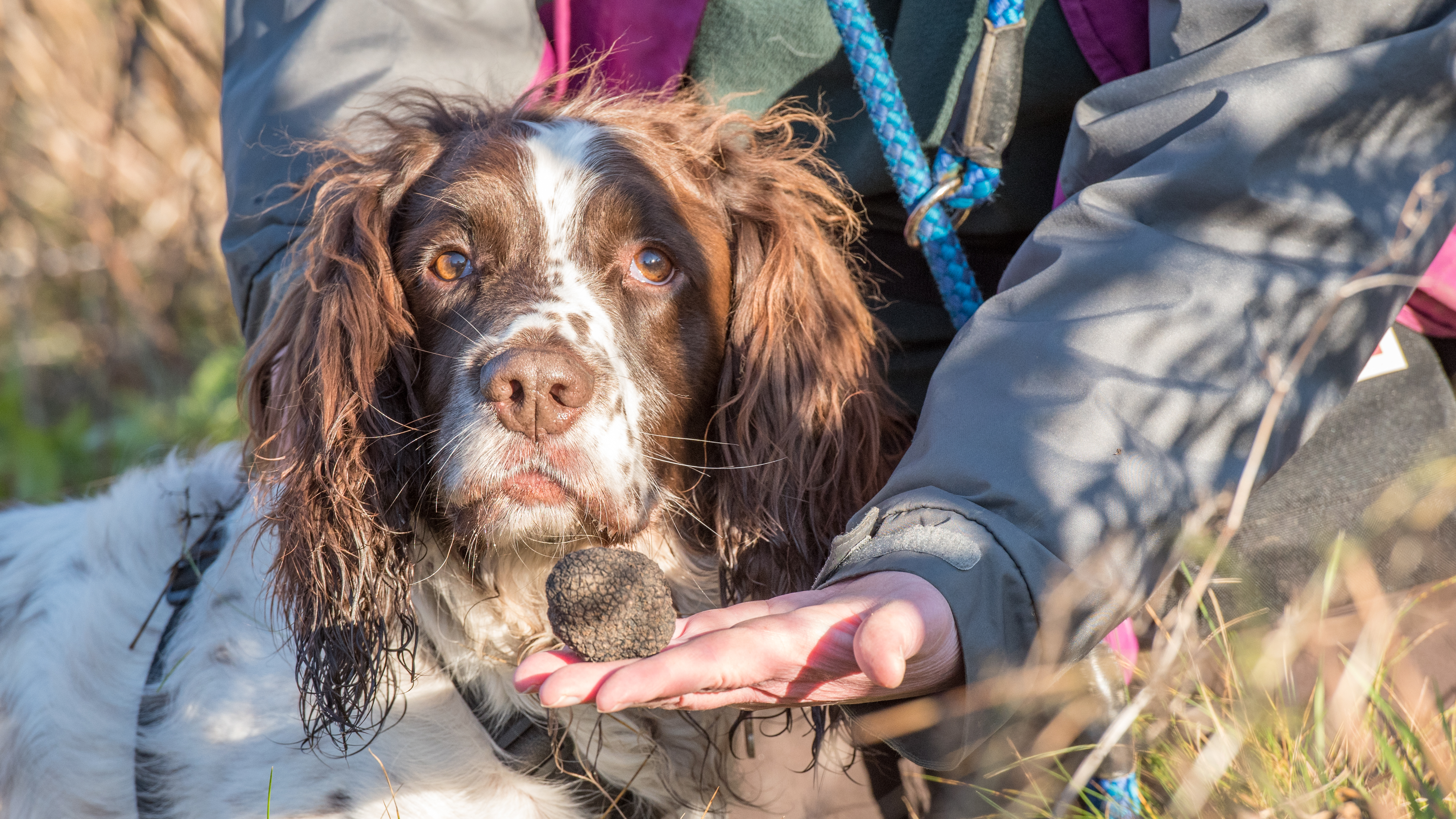 Spaniel and owner with truffle outdoors