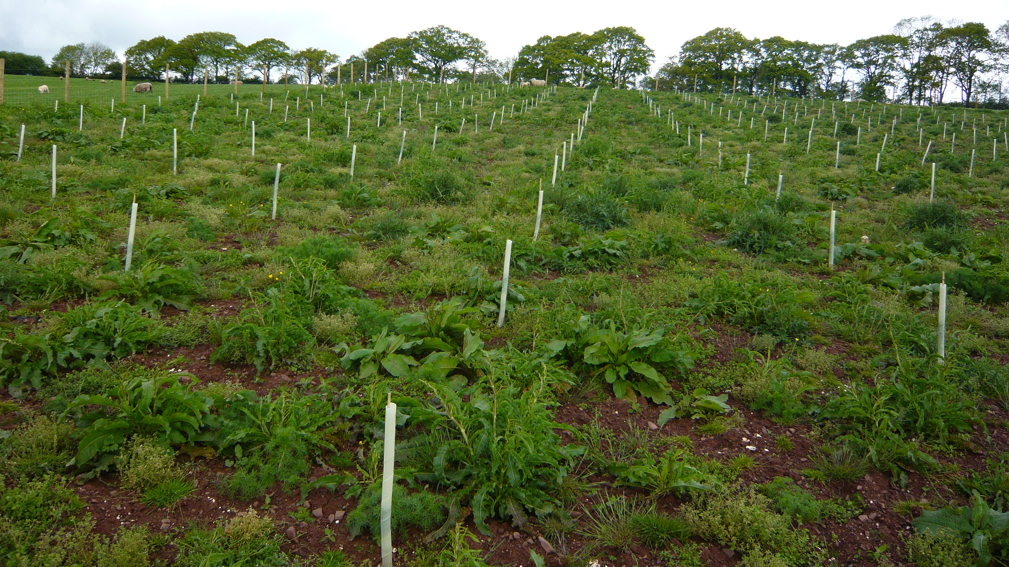 New trees planted in rows 