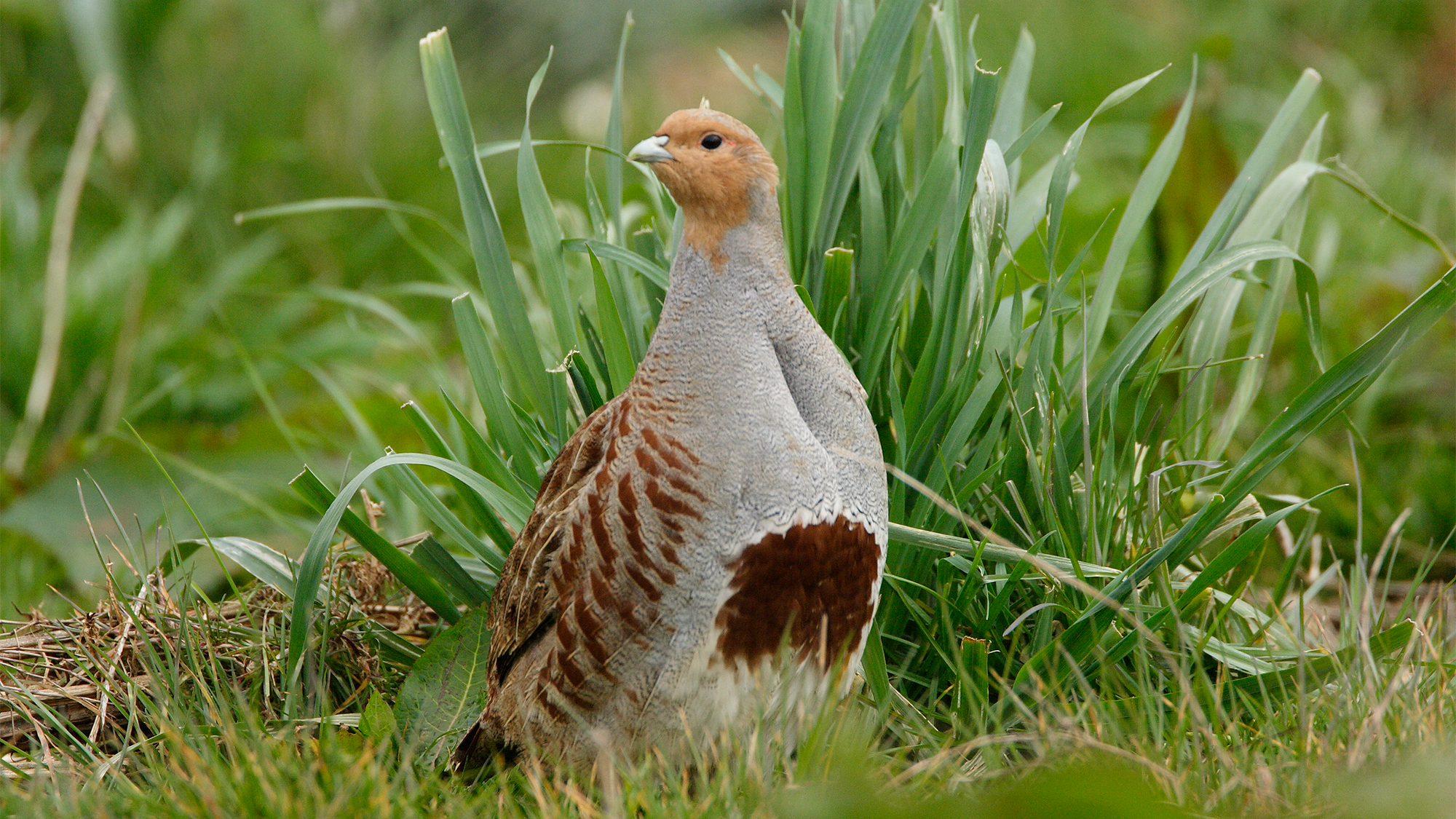 Grey partridge on grass, Holkham Estate, Norfolk