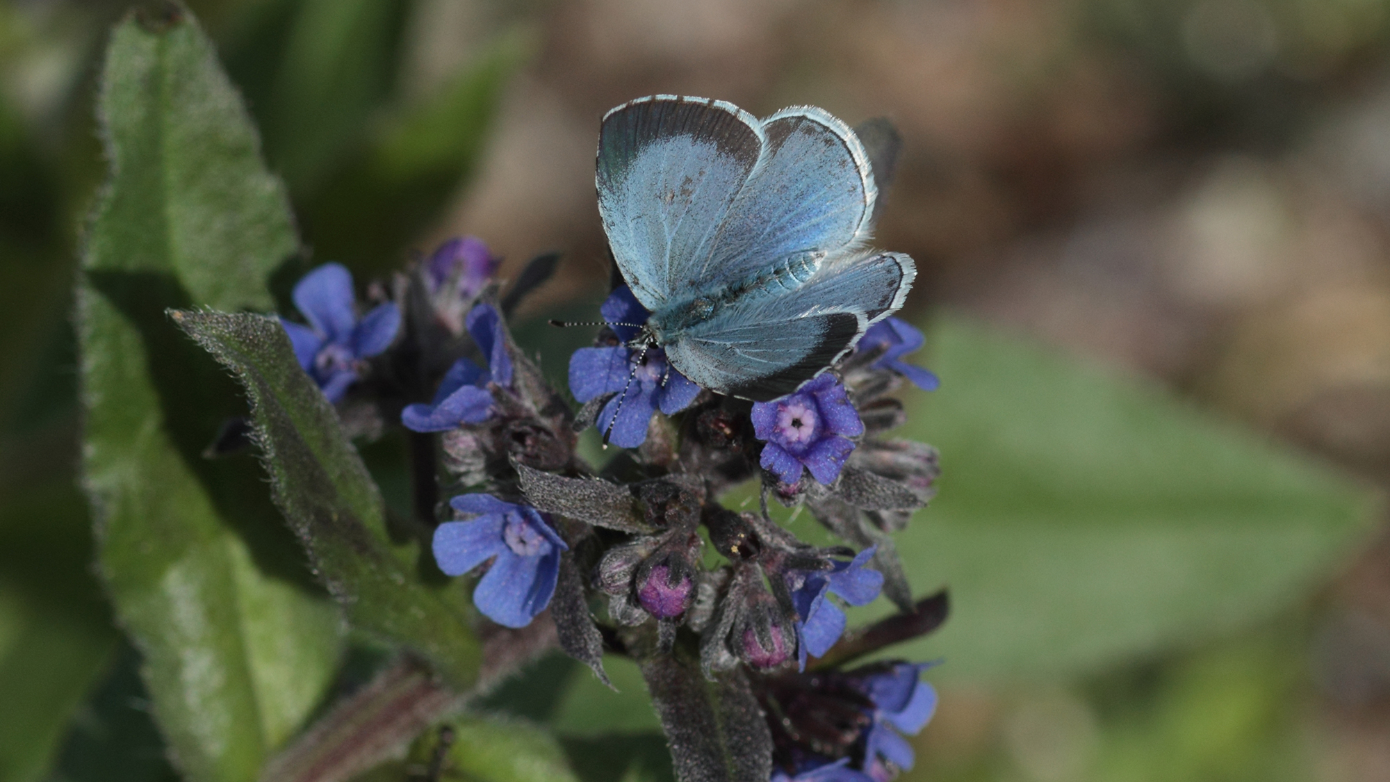 Holly Blue butterfly on blue flower, Holkham Estate, Norfolk
