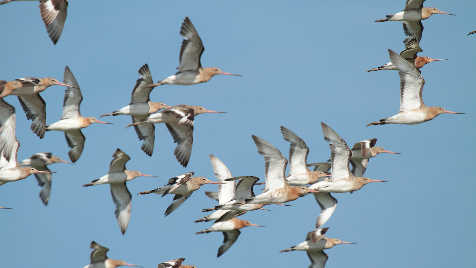 Black-tailed godwits in flight over Holkham Estate