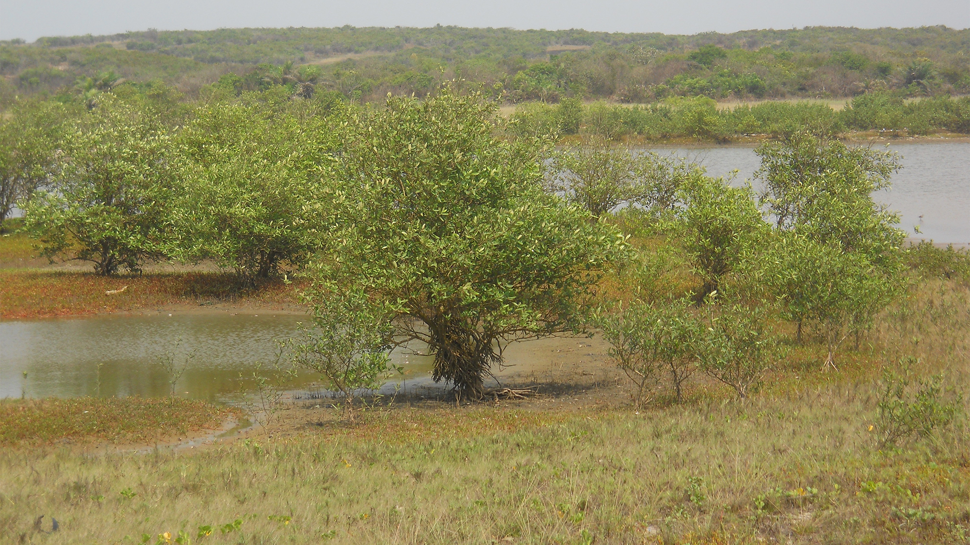 Replanting mangroves, Muni lagoon, Winneba