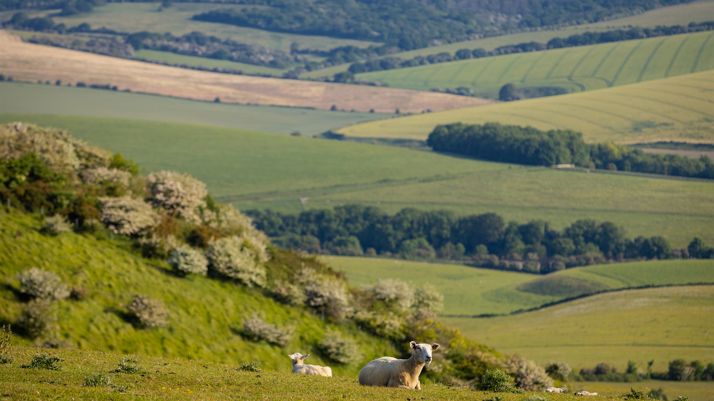 Iford Estate landscape with sheep