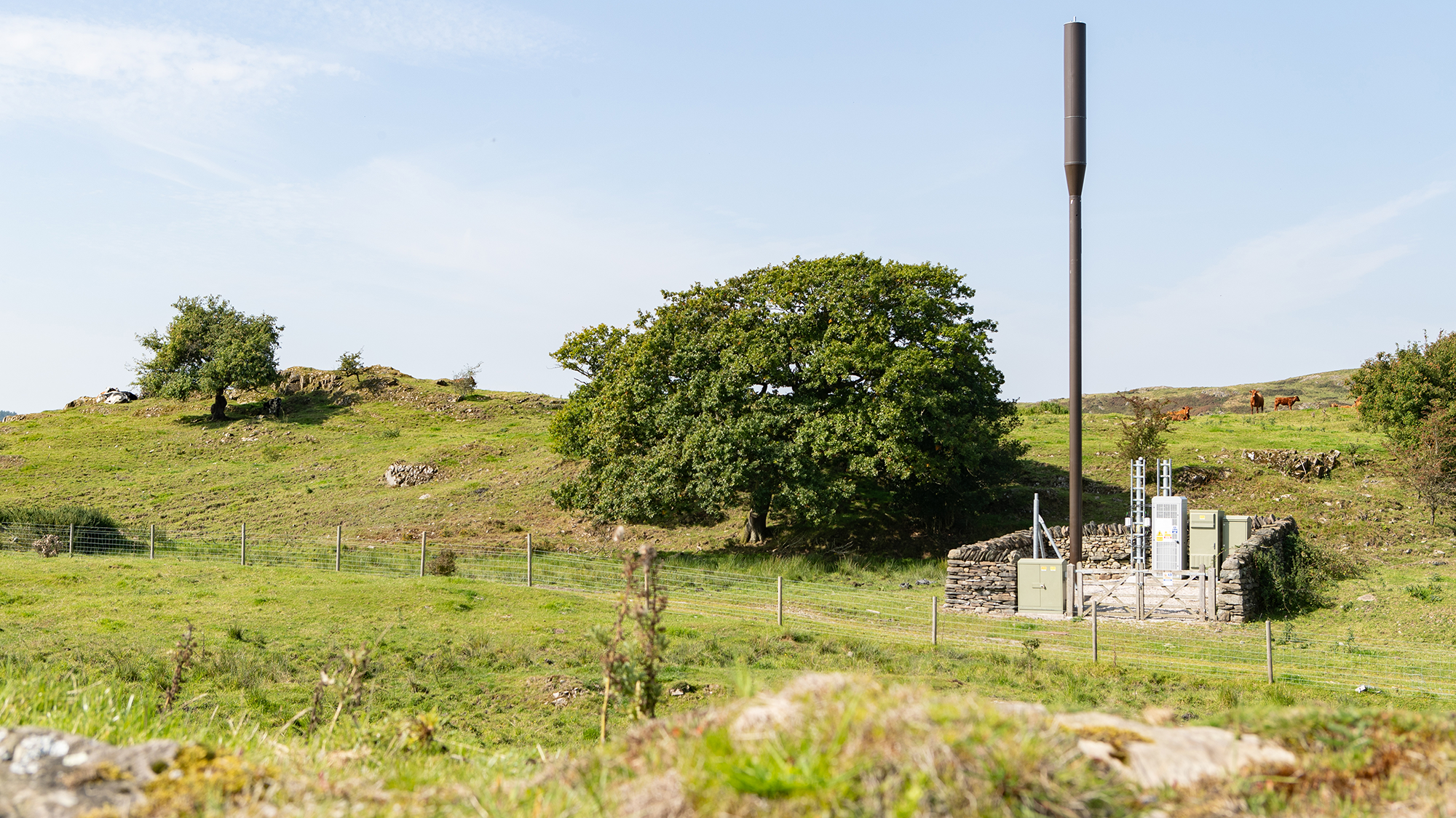 Mast in farmer's field with cows in background, Lake District