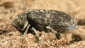 Deathwatch beetle