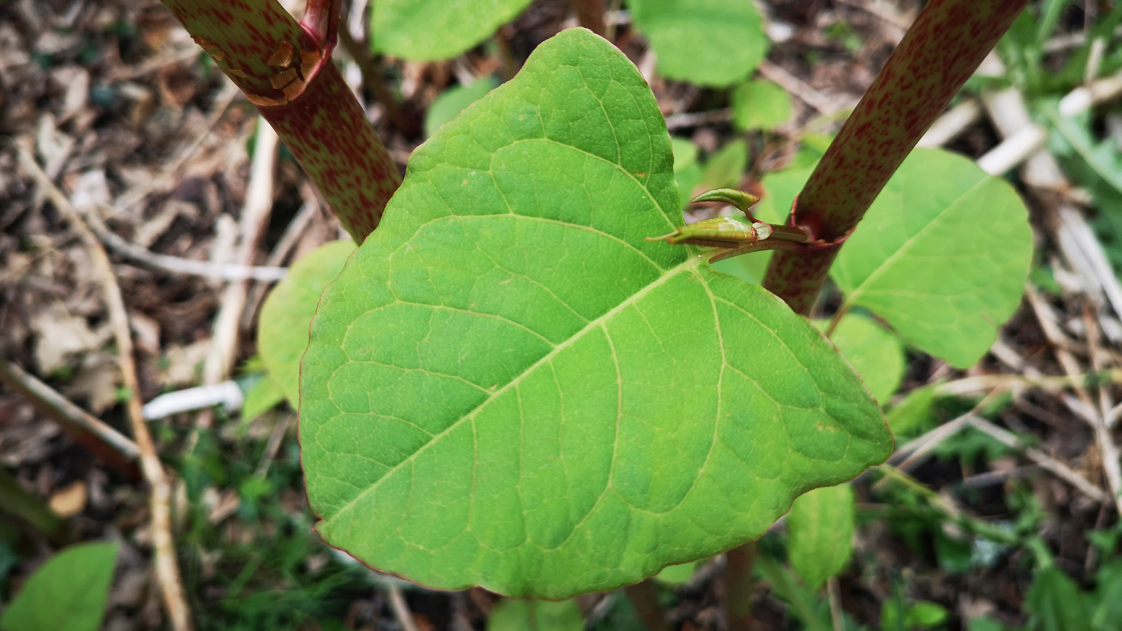 Japanese knotweed is an invasive plant and spreads rapidly. In early summer the bamboo-like stems emerge from rhizomes deep underground and grow to over 2.1m in height. ; Shutterstock ID 1972949333; purchase_order: N/A; job: PJ May 2023 Dr Paul Beckett; client: ; other: 