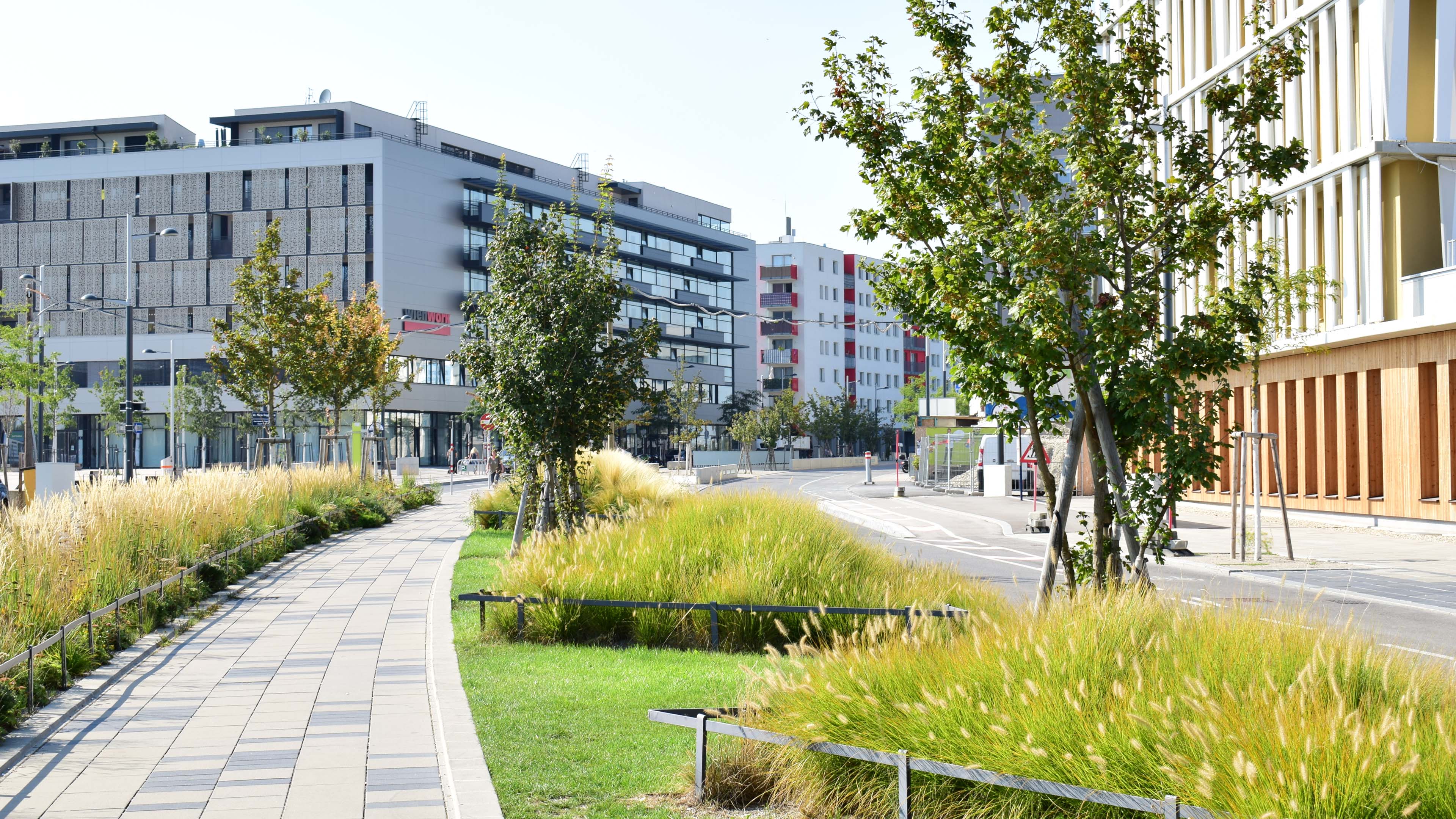 Paved walkway lined with trees and grass through new housing development