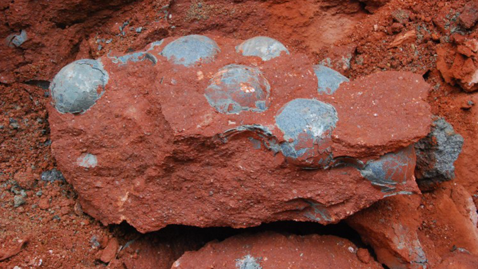 Dinosaur eggs fossilised in red rock