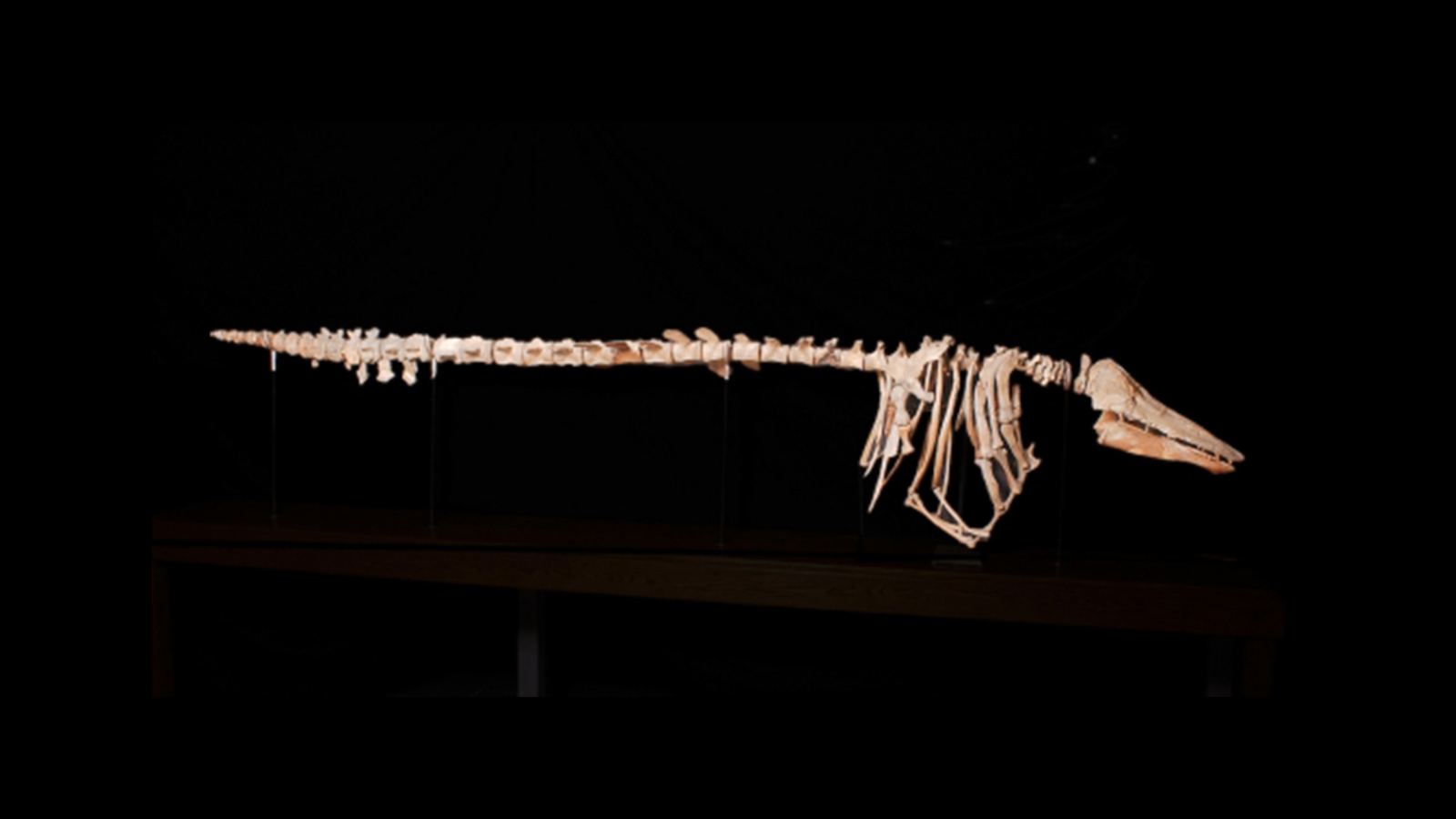 Skeleton of a whale