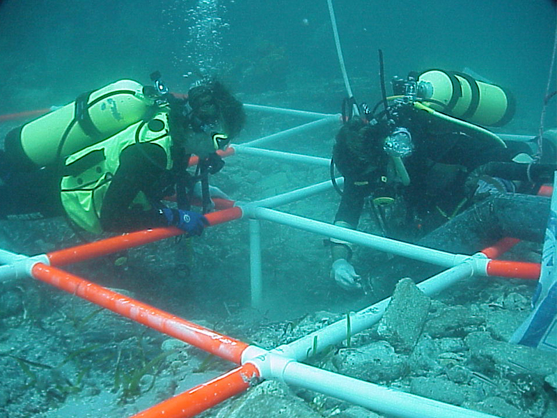 Two scuba divers surveying underwater