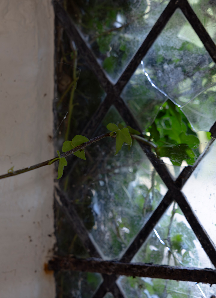 Ivy breaking through a church window