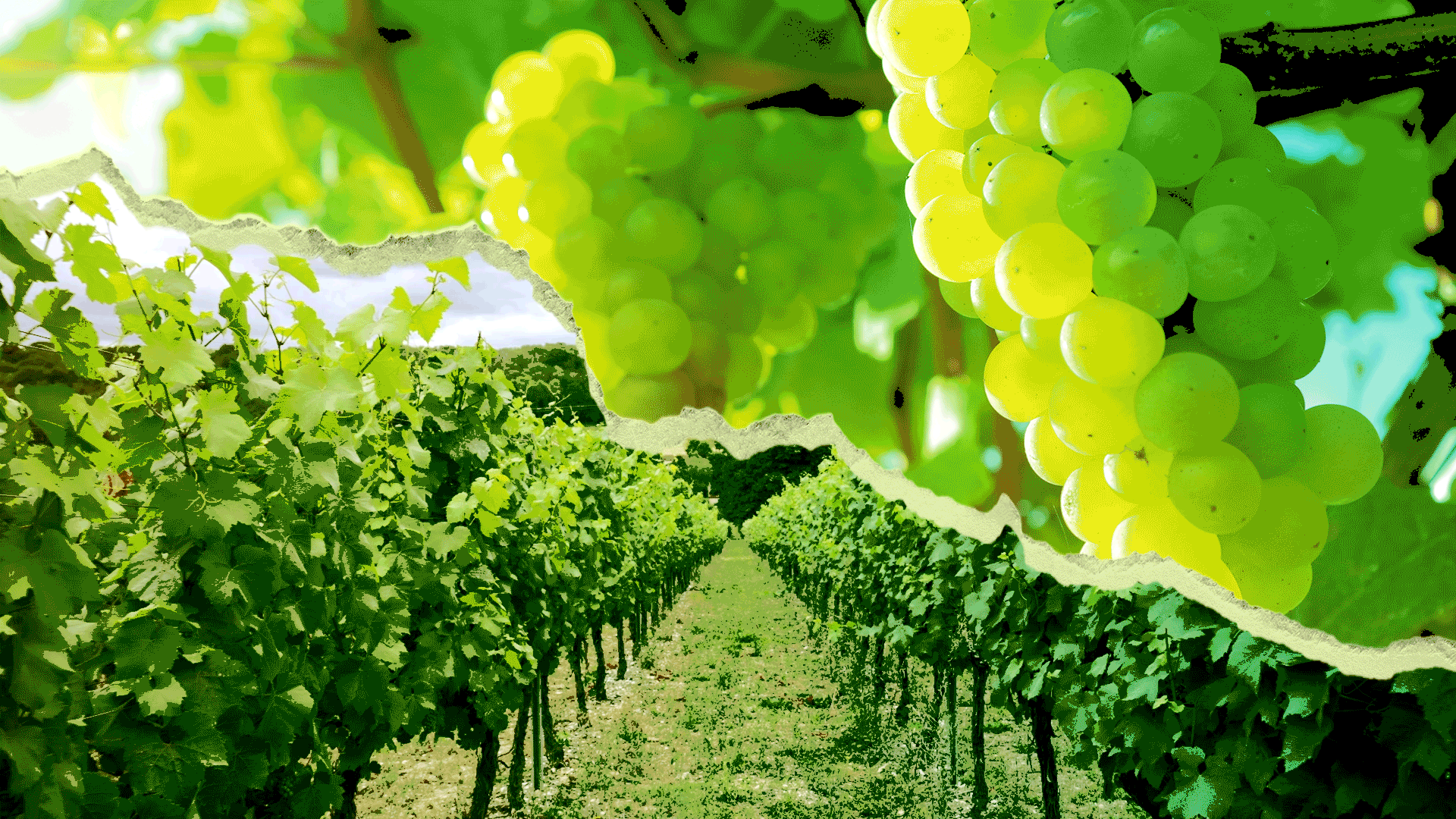 Bottom half of image features the camera going down a row of trees in vineyard, top half is close up of grapes