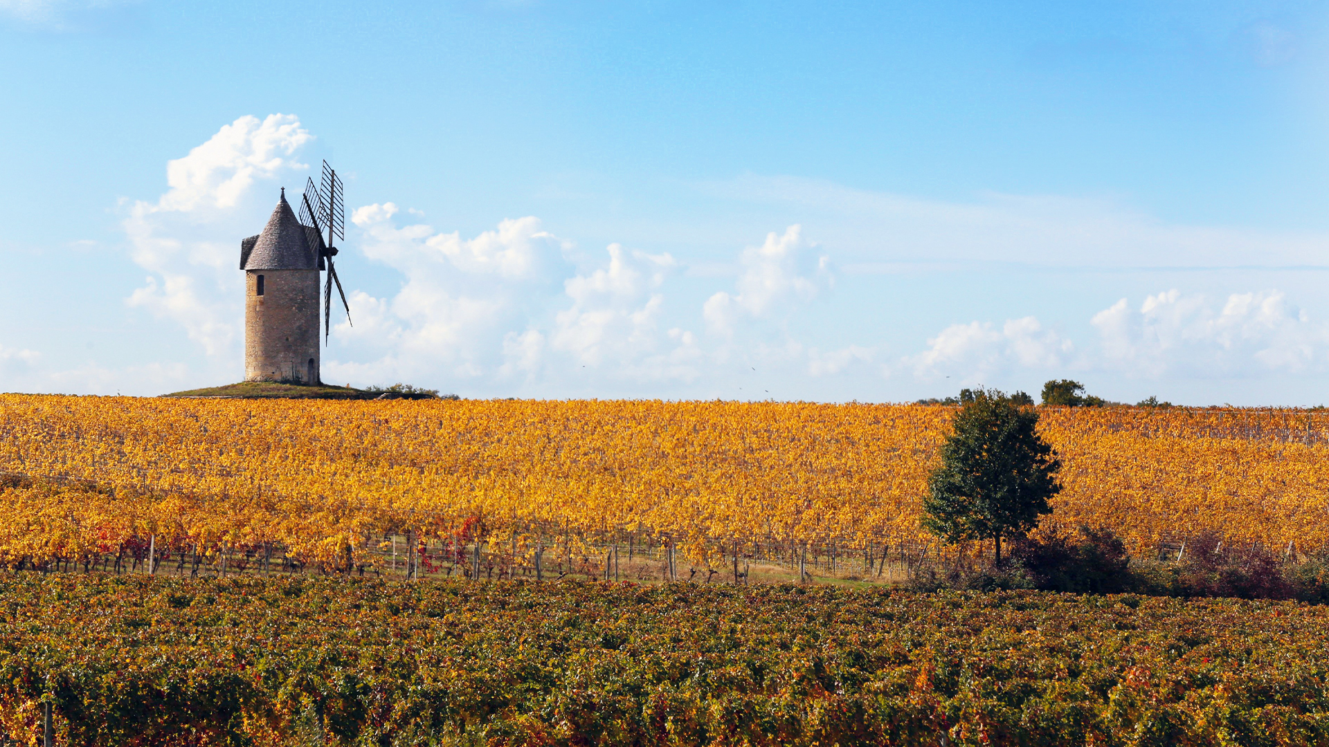 Orange coloured leaves of vineyard with windmill in the background