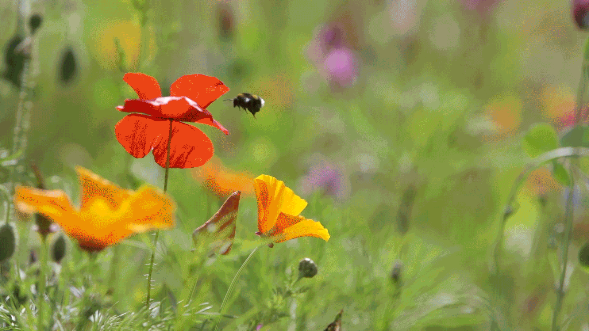 Gif of a bee flying around a red poppy in a field of flowers