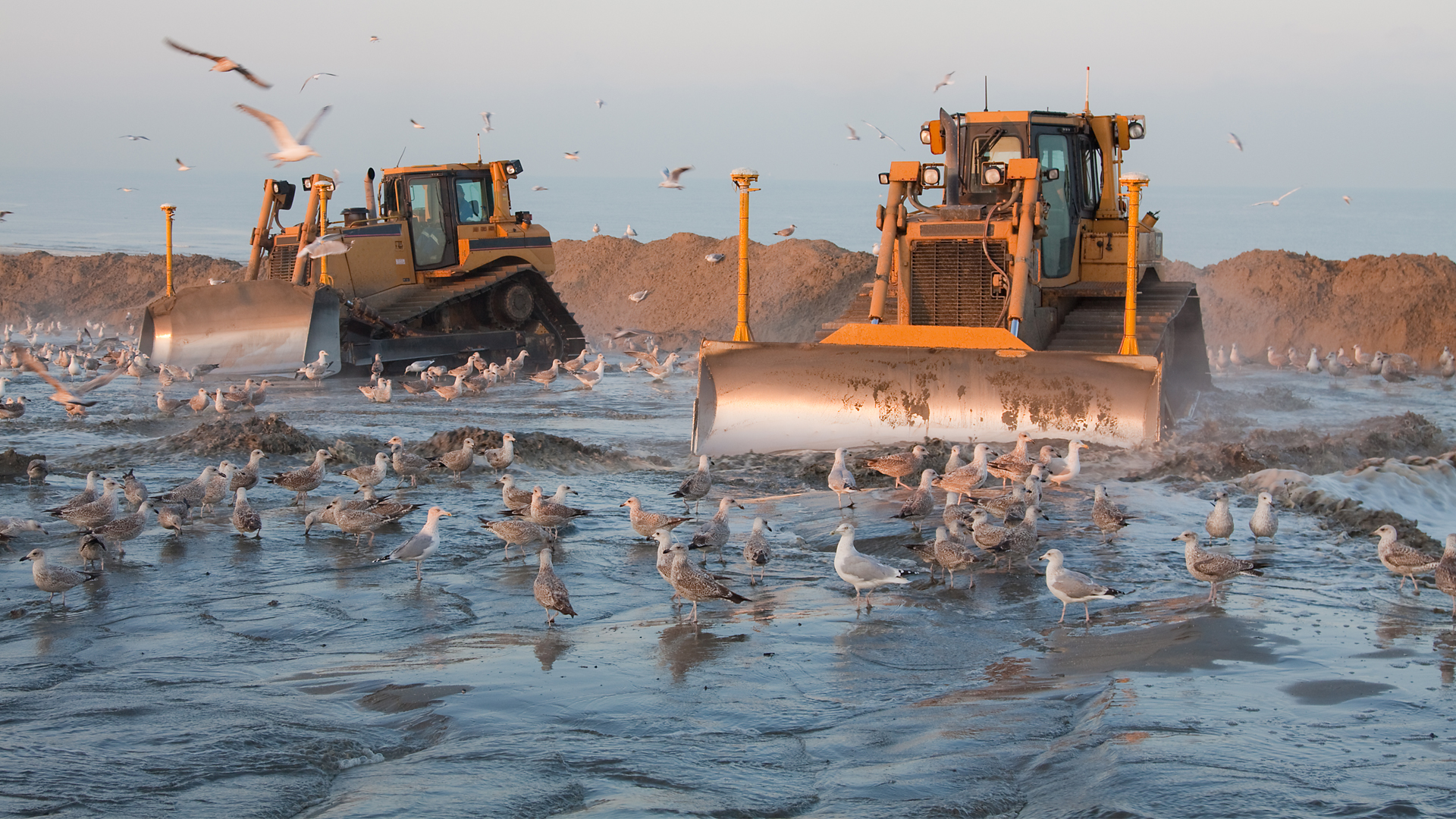 Two Bulldozers dredging a beach in holland surrounded by seagulls