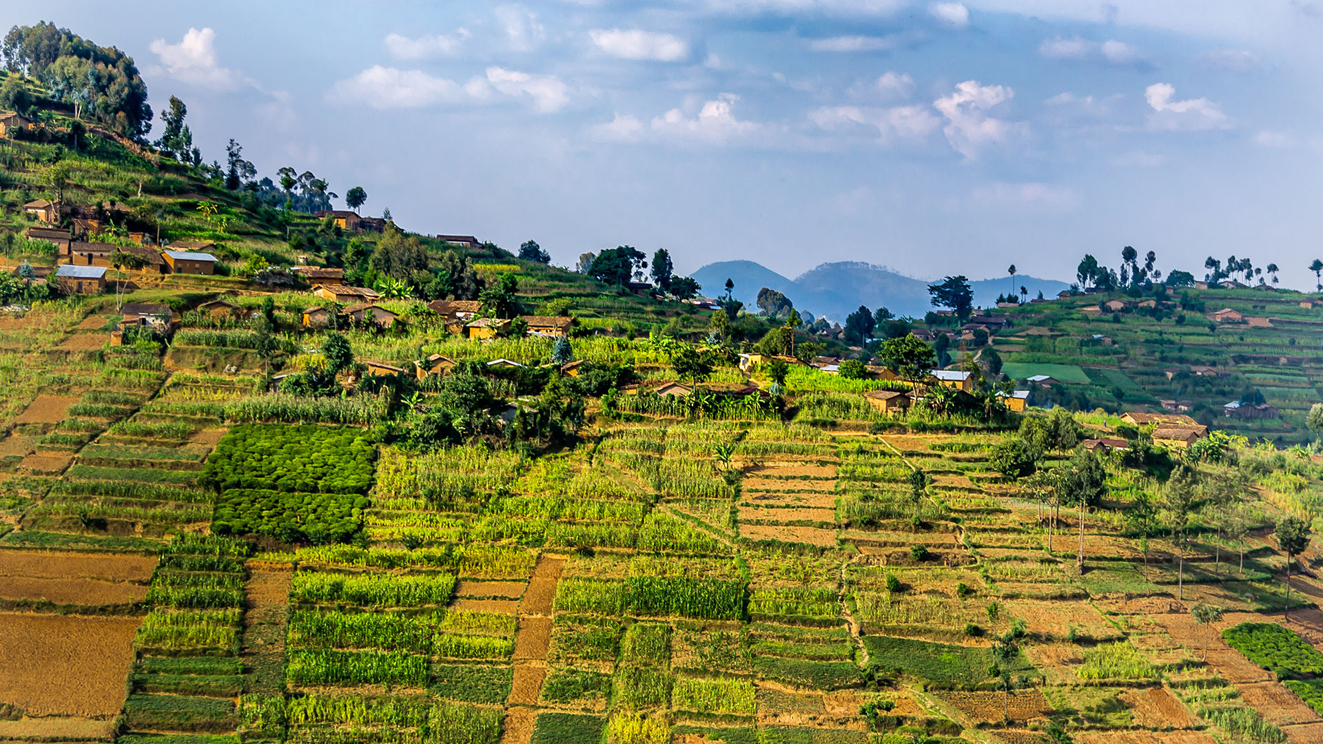 Farm land hill in Rwanda