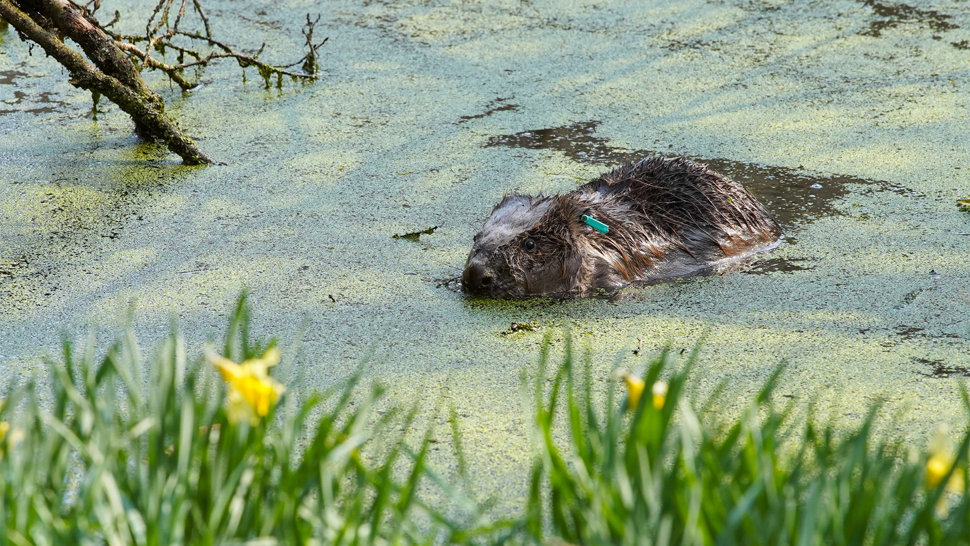 Beaver in pond ©Forestry England-Sam Oakes