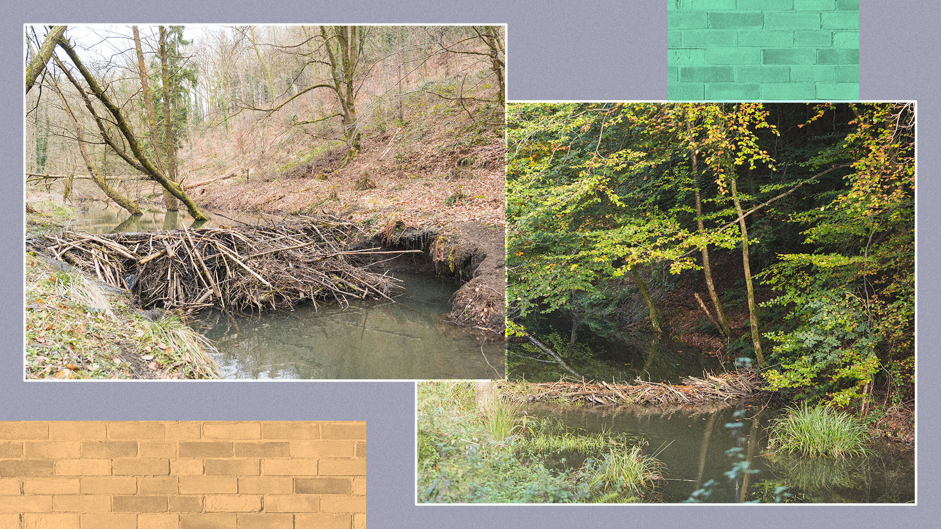 Beaver dams in Forest of Dean