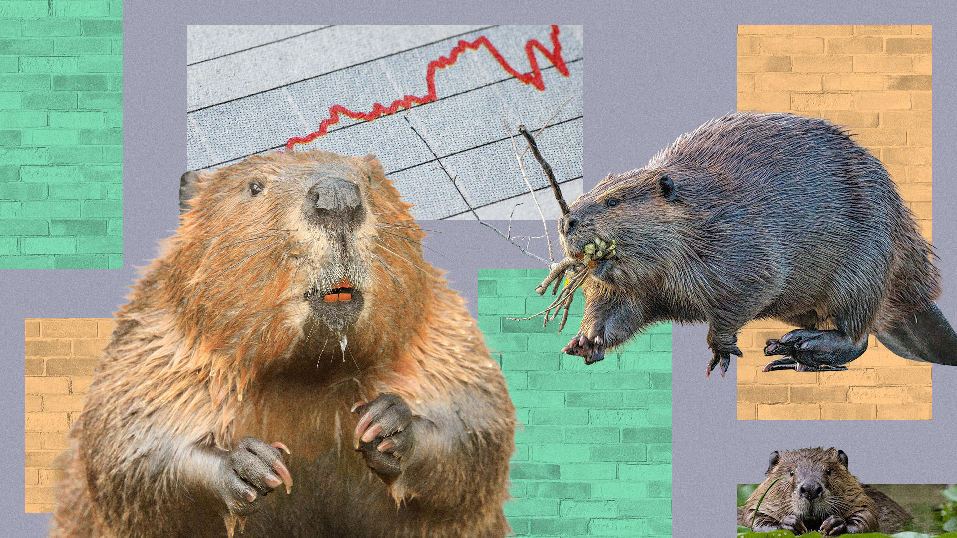 Collage of beavers_2