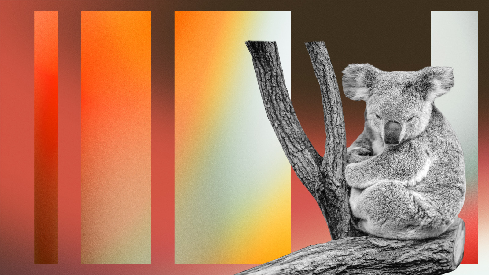 koala bear on branch with gradient background