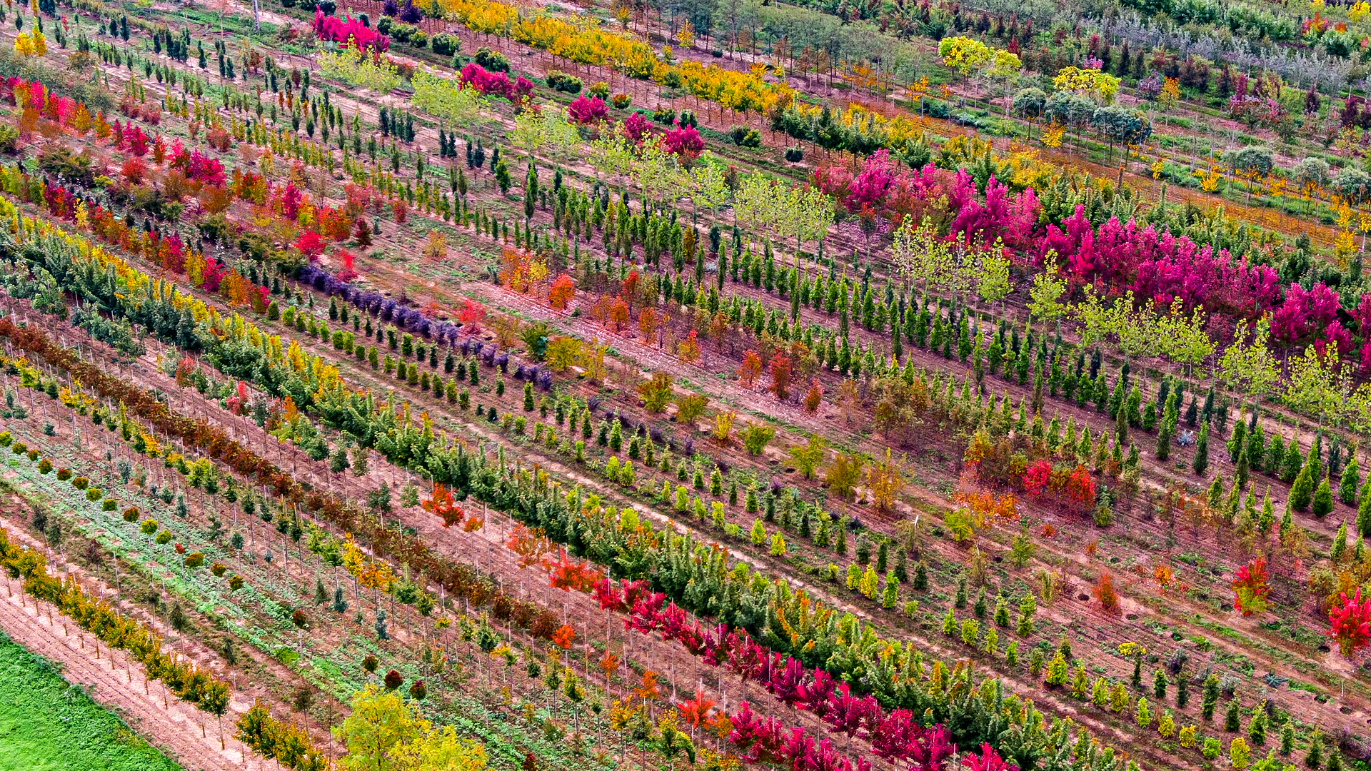 Rows of vibrant trees in a tree nursery