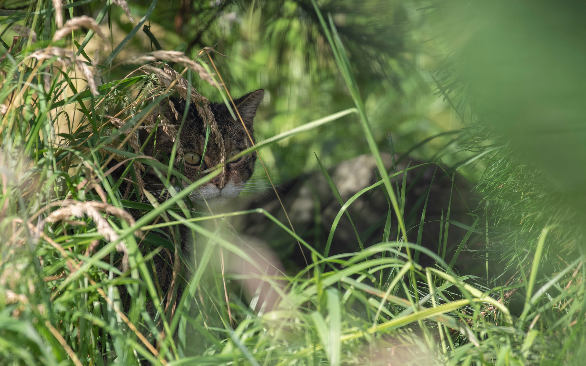 Scottish wildcat hiding in grass