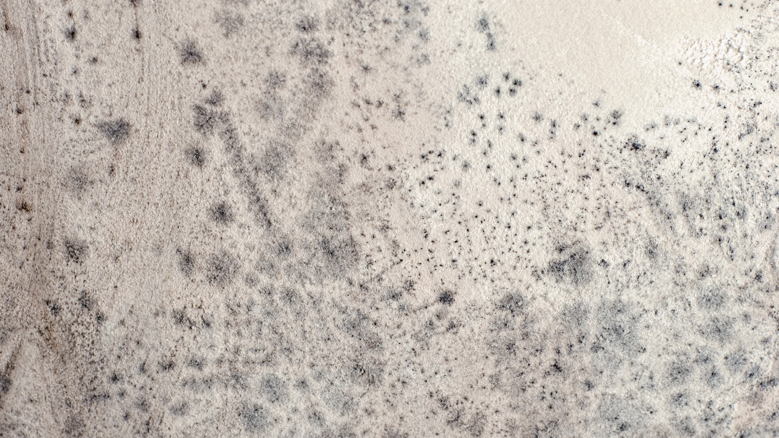 Close up of mould on wall