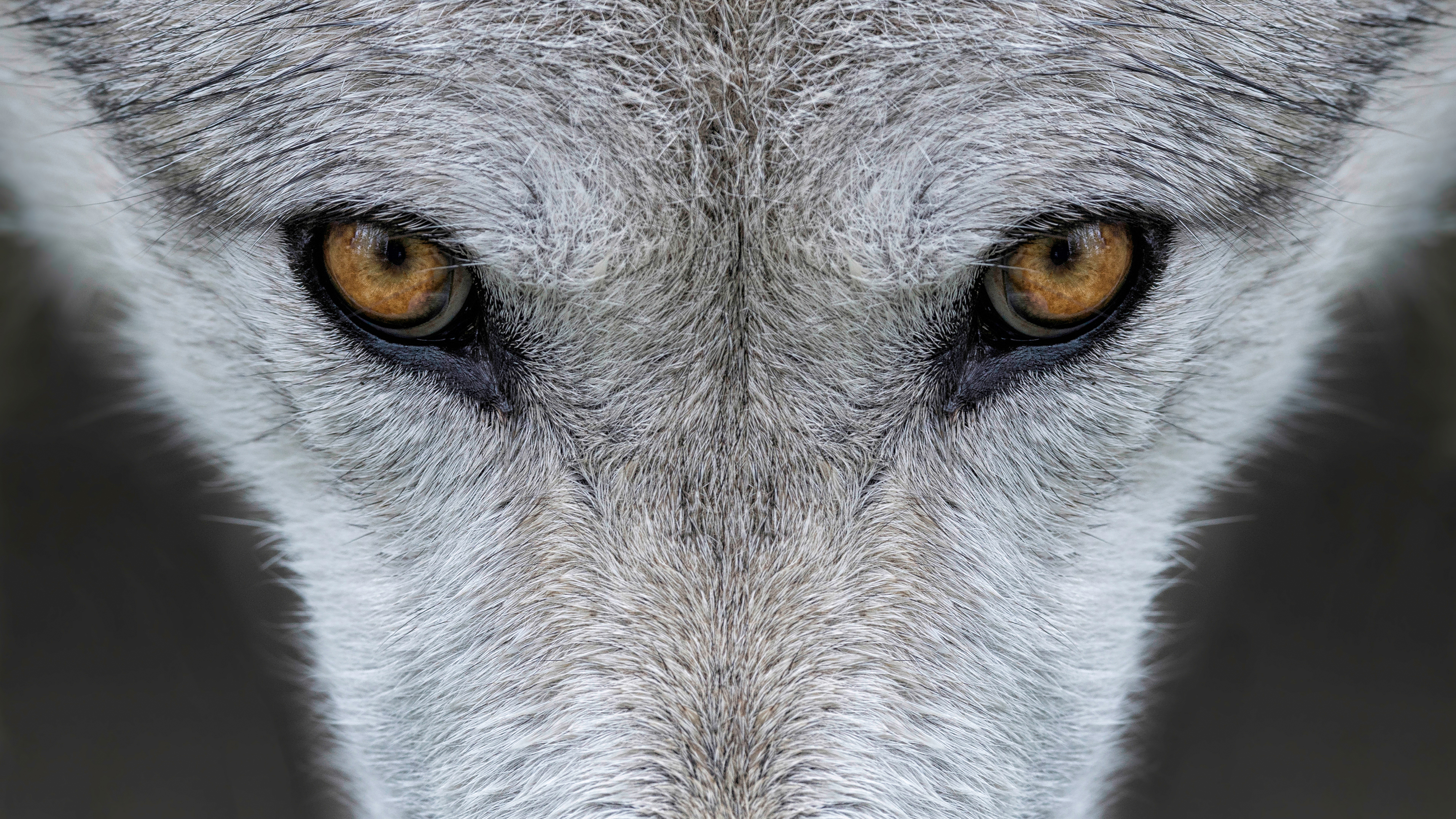 Wild gray wolf in Wyoming; Shutterstock ID 154772870; Purchase Order: -