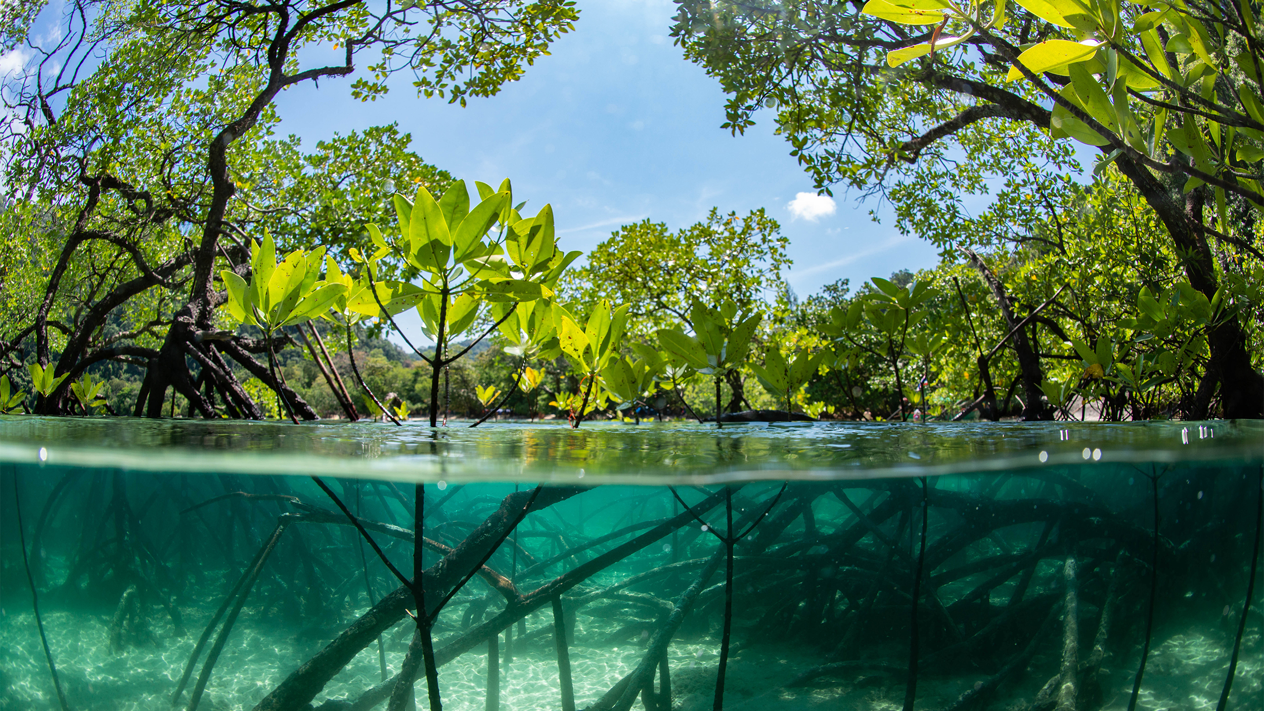 Mangrove forest showing the trunk and roots underwater