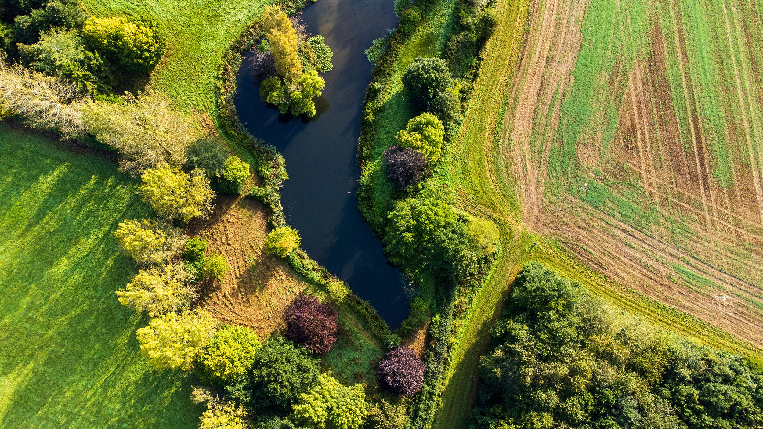 Pond surrounded by farmland