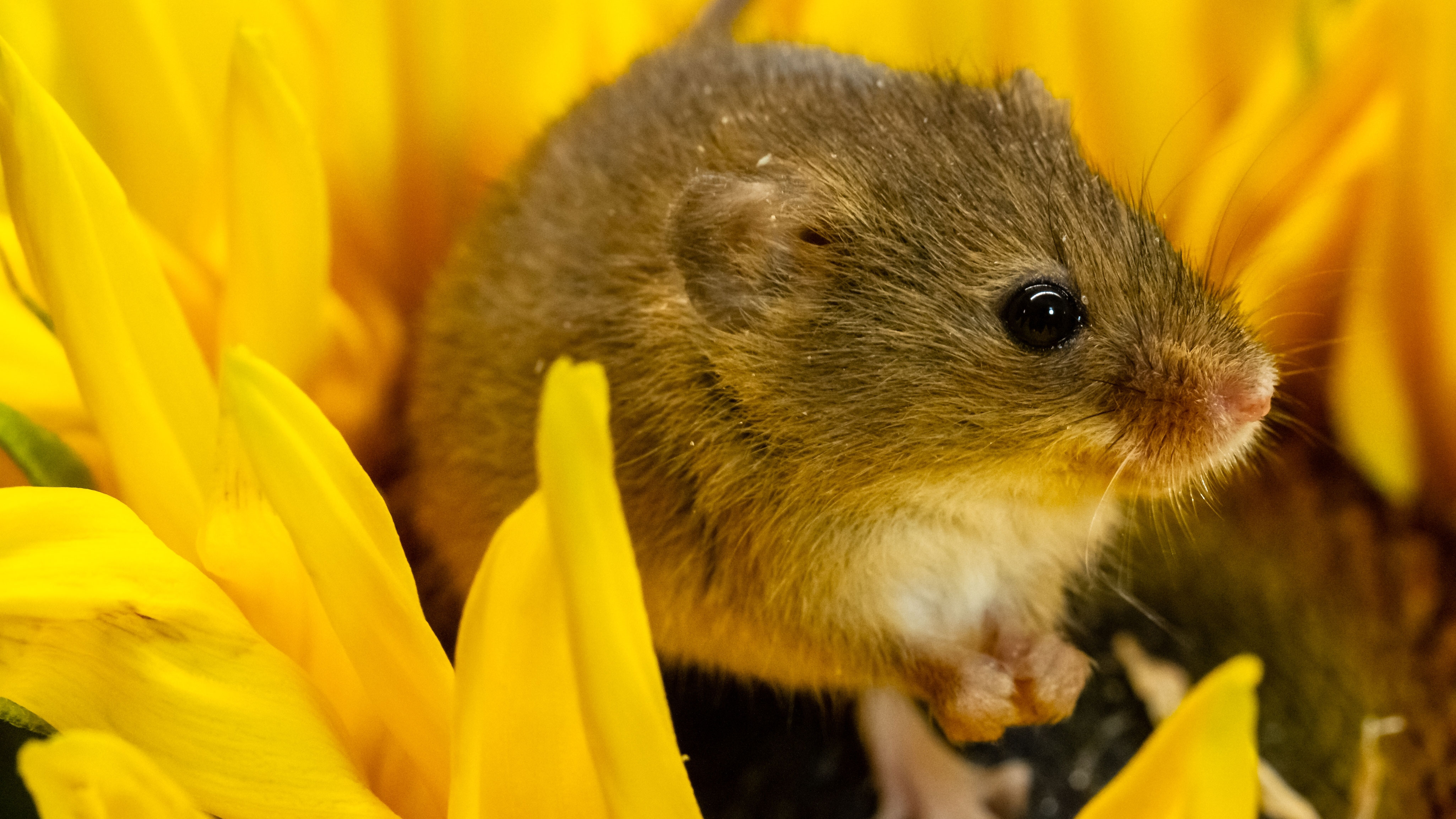 Harvest mouse in sunflower