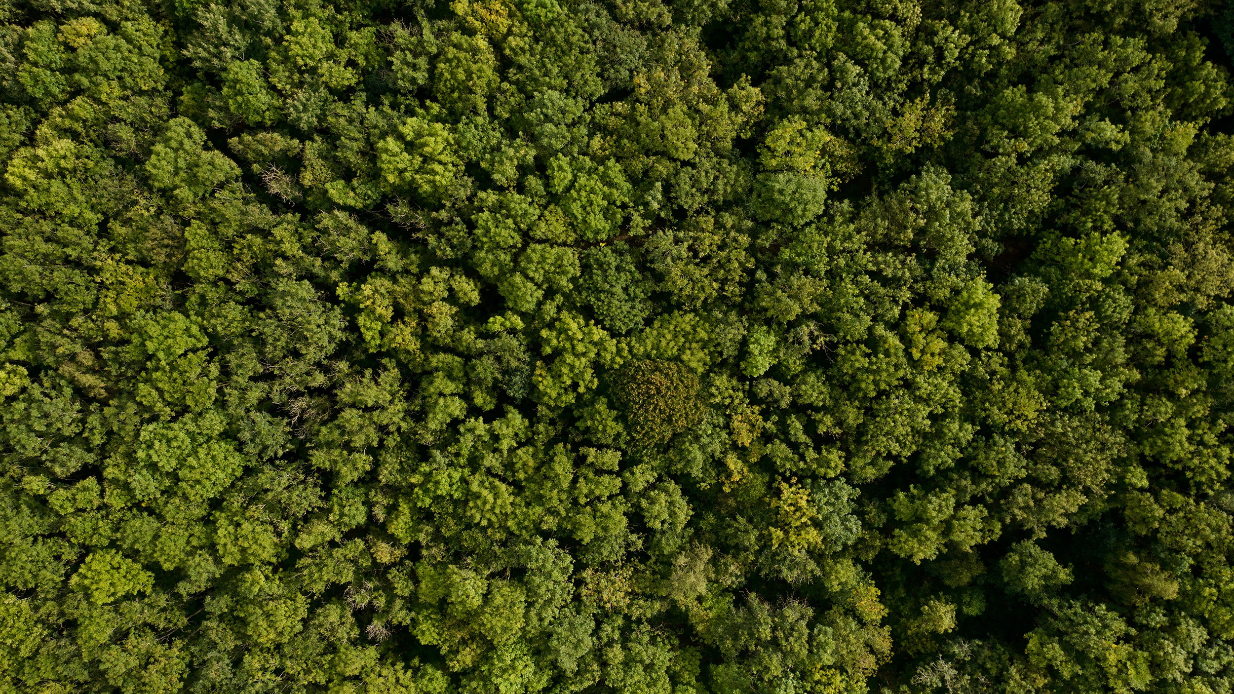 Dense deciduous forest from above