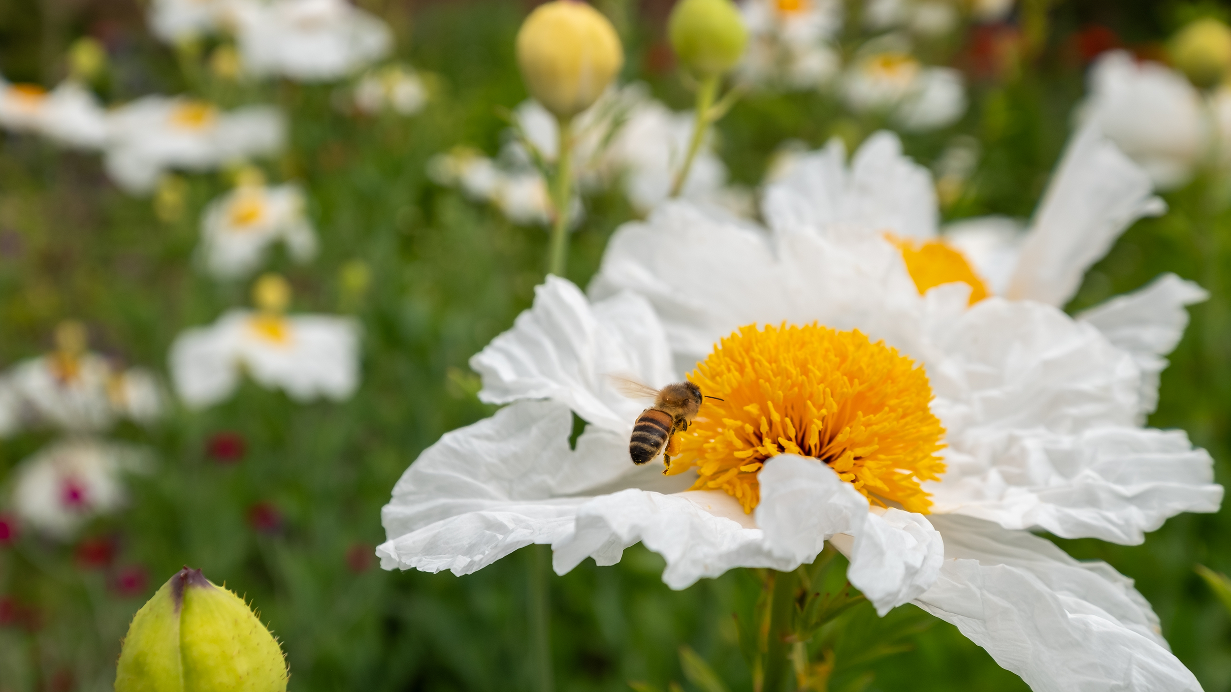 Summer flower in meadow with wasp
