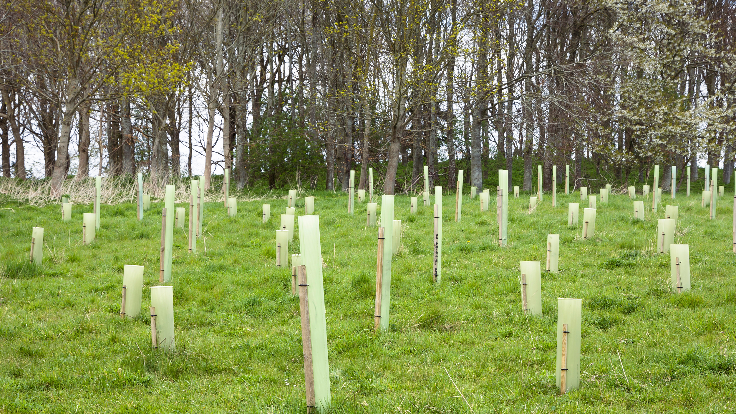 Tree saplings planted in the UK with guards