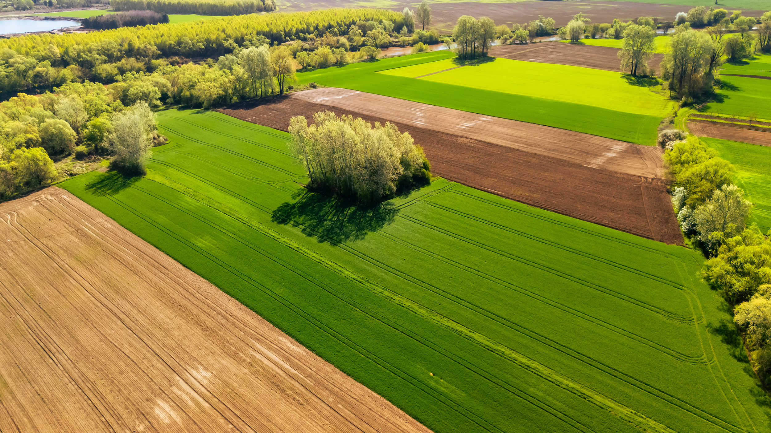 Agricultural fields with trees