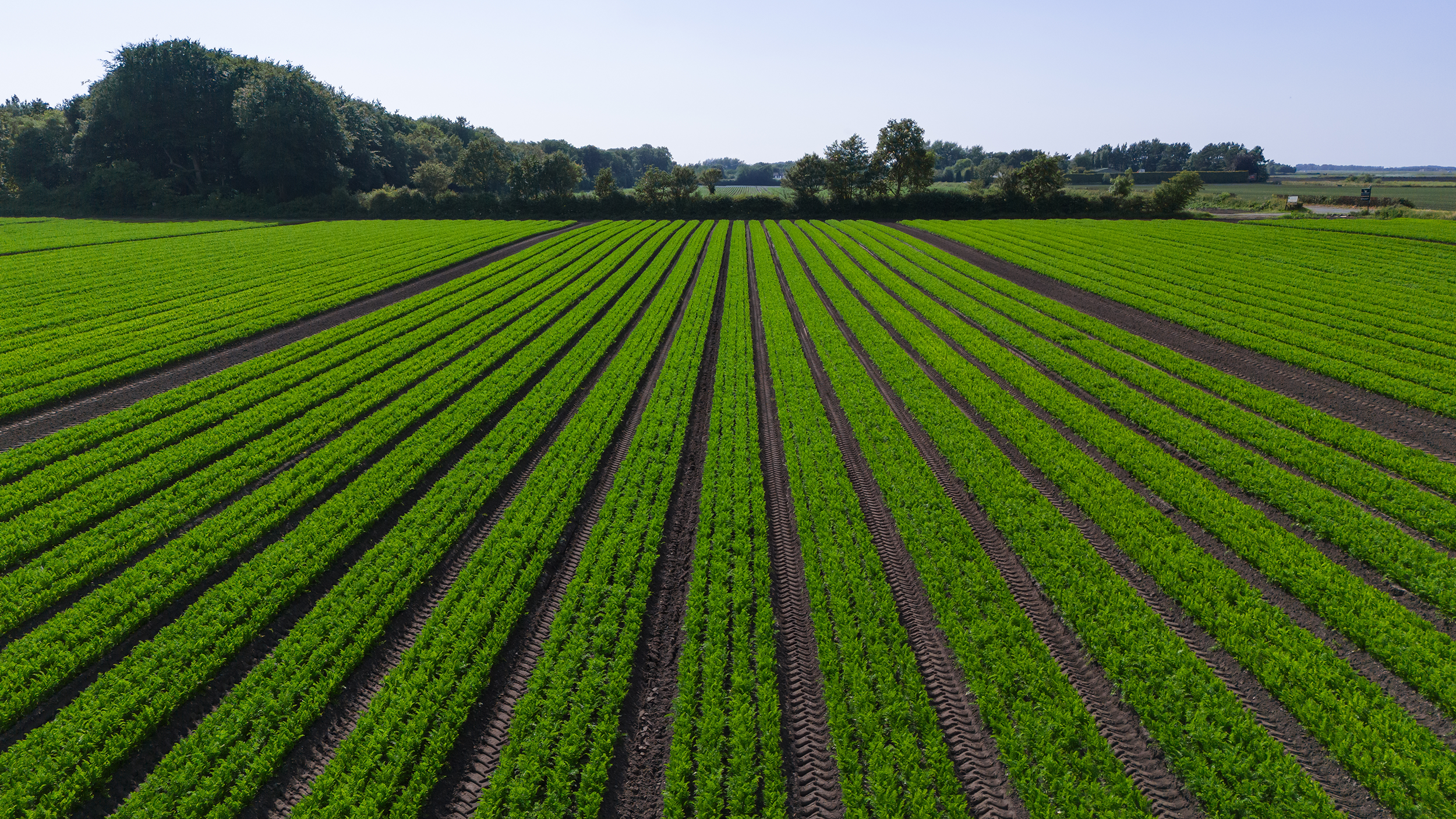 Carrot field