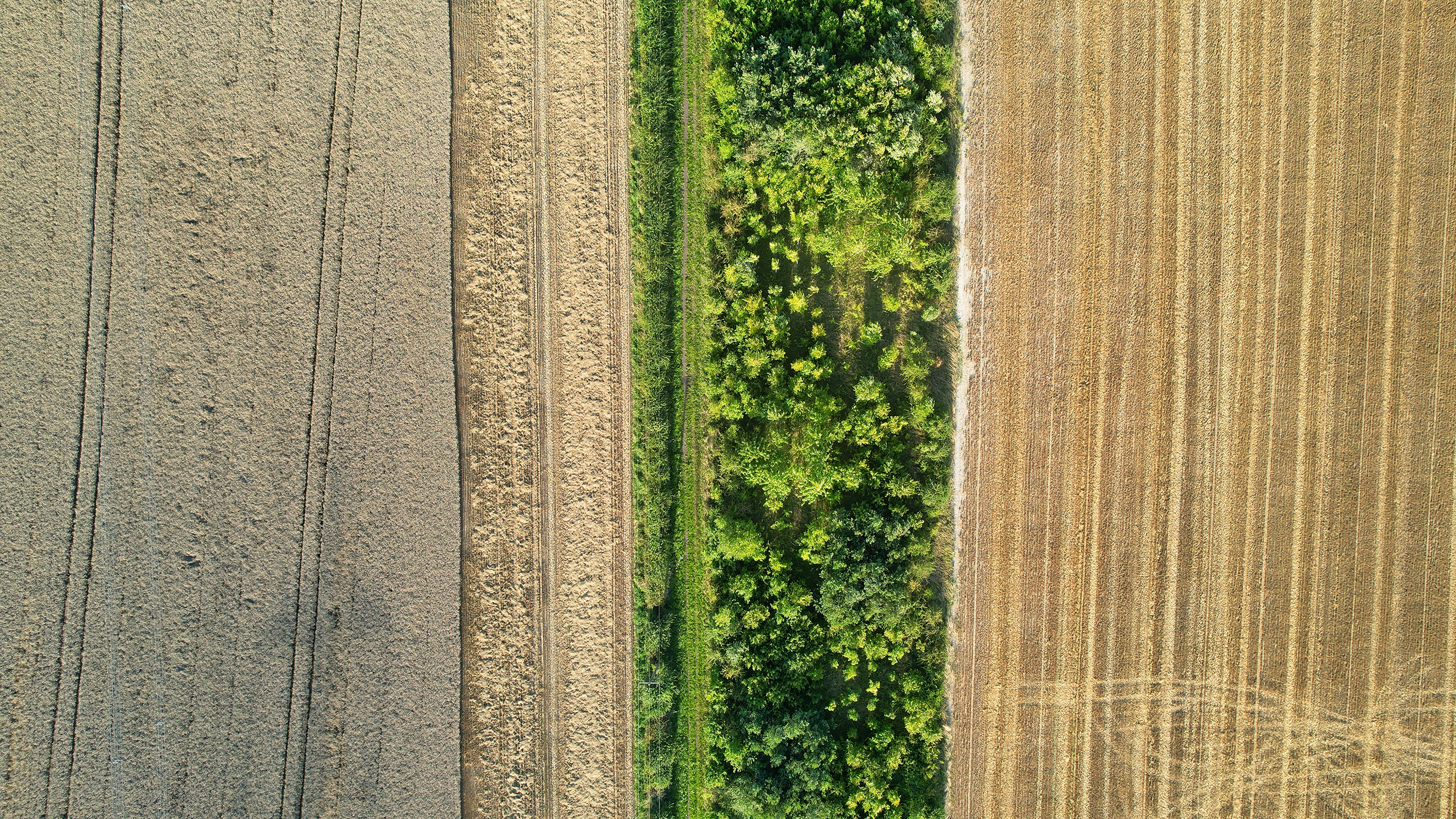 Agricultural fields with trees