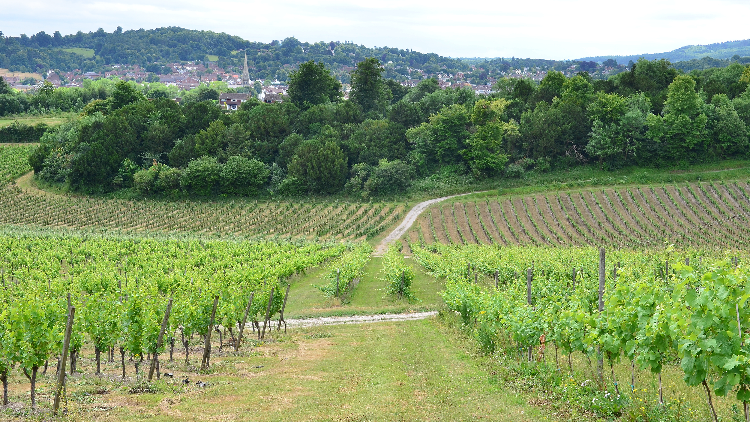 UK vineyard site