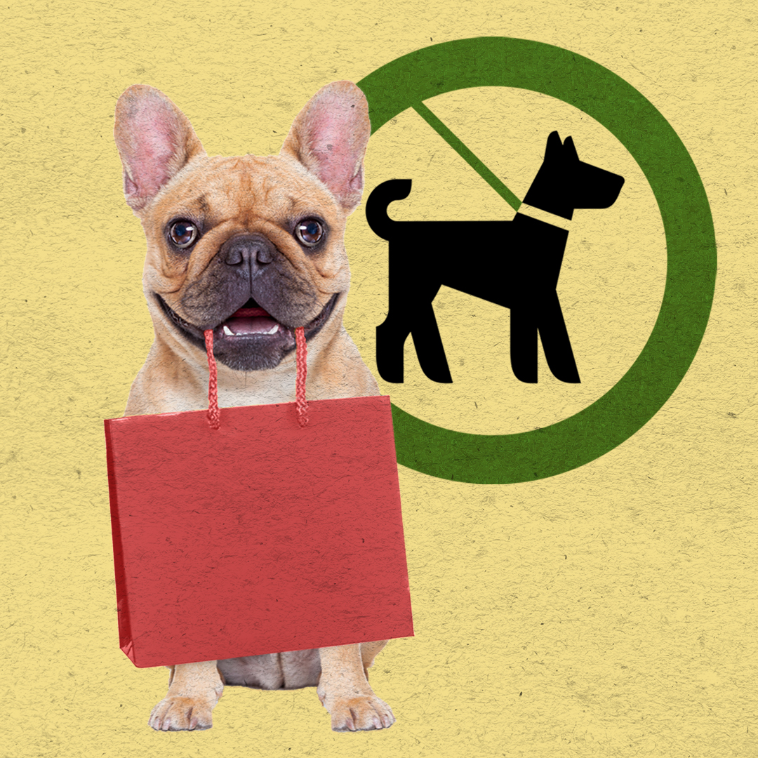 French bulldog holding a red shopping bag, in front of a dogs allowed sign